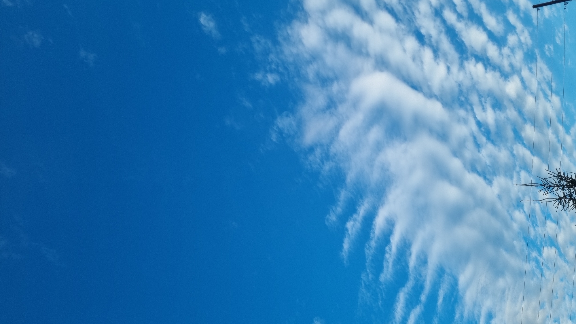 This is a vertical, full-frame photograph of a clear blue sky with wispy white clouds. In the lower part of the image, two dark, silhouetted evergreen trees are visible, with what appear to be power lines stretching horizontally across the frame in front of them. The clouds are arranged in undulating, wave-like patterns across the sky, with more concentrated formations towards the bottom and sparser clouds higher up. The image appears to be taken outdoors, likely in a rural or suburban area, given the presence of the trees and power lines. No people or specific landmarks are identifiable, apart from the natural elements and man-made infrastructure. The lighting suggests it is daytime, possibly morning or late afternoon, due to the soft quality of light on the clouds. The location is identified as Vysokoe, Russia.