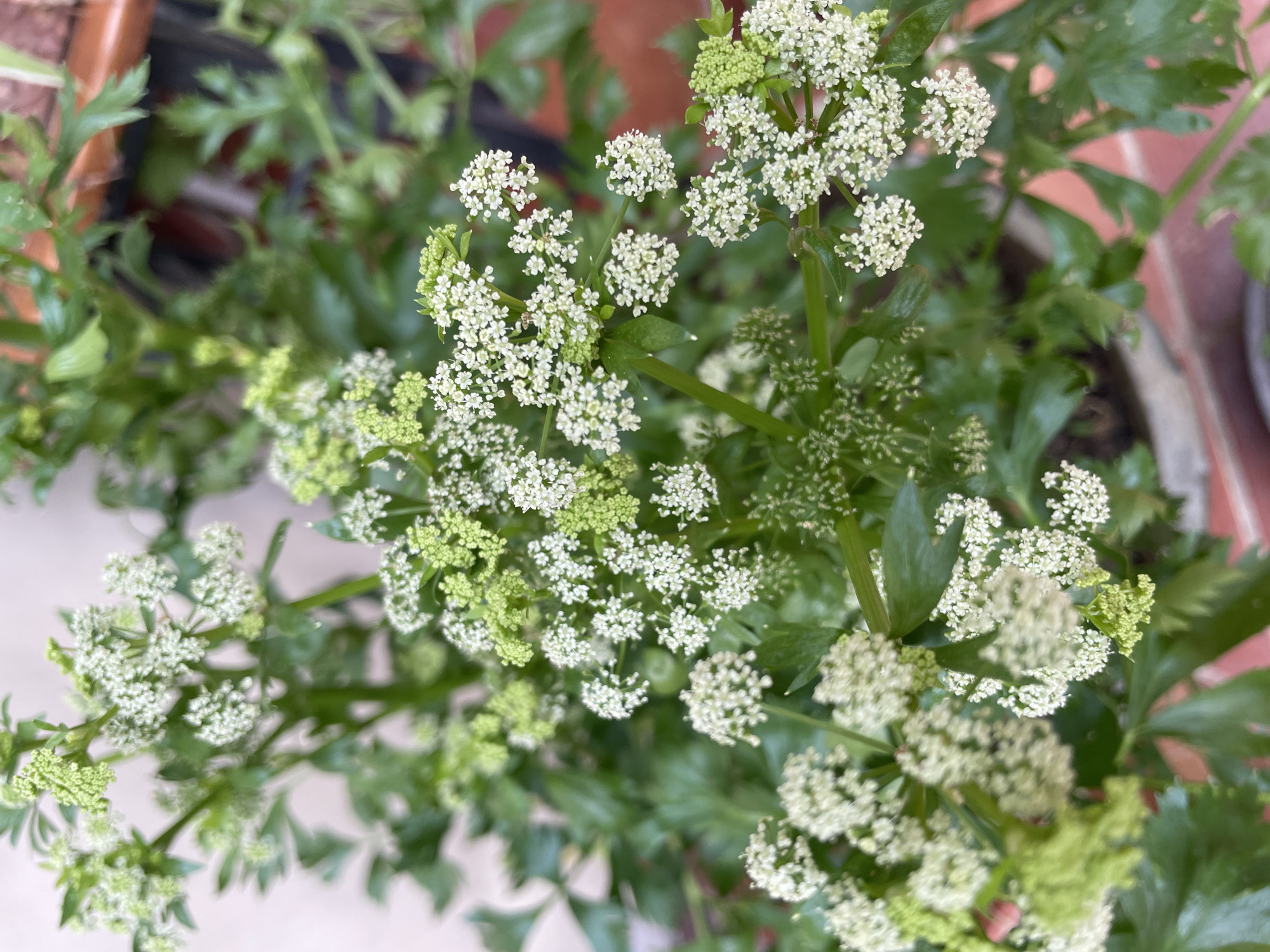 The image presents a close-up view of a celery plant (Apium graveolens) in full bloom. It is located on an outdoor patio or balcony, as suggested by the brick or tile flooring visible in the background. The plant has numerous small, white flowers clustered in umbels, interspersed with green leaves. The location is Chandigarh, India.