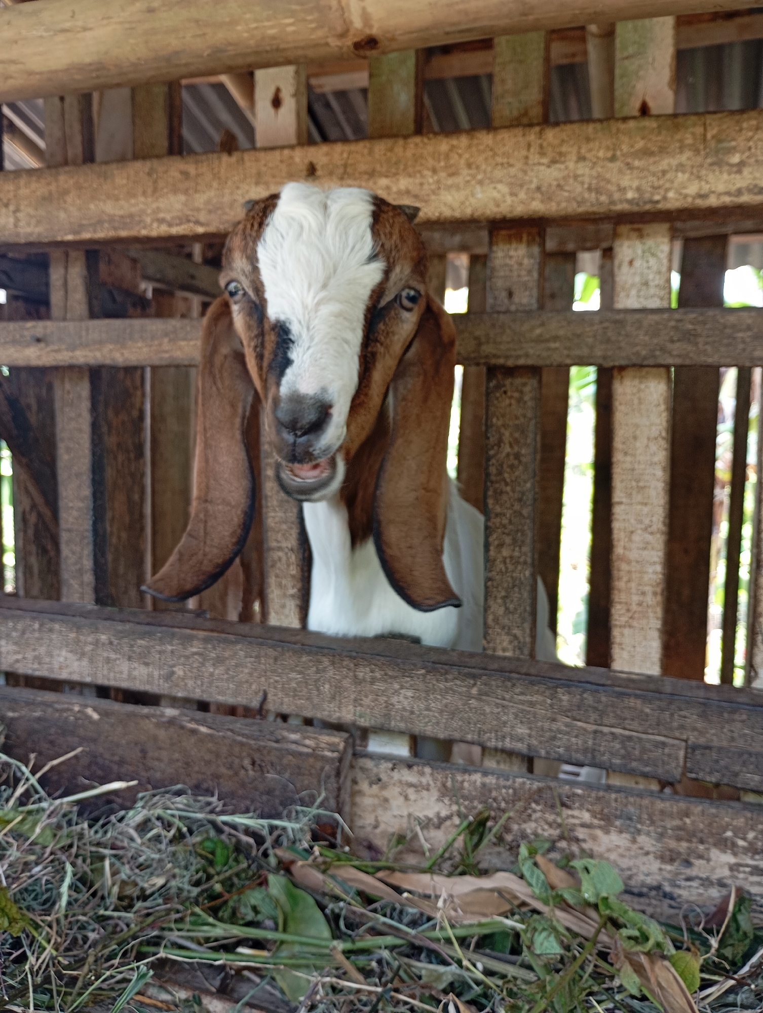 A goat with brown and white fur, and long brown ears, stands inside a wooden enclosure. The goat is looking directly at the camera, with its mouth slightly open. The enclosure is made of rough wooden planks, and there is hay and green foliage on the ground. The background is blurred, but appears to be outdoors with greenery visible through the gaps in the enclosure. The image was taken in Ketepung, Indonesia.
