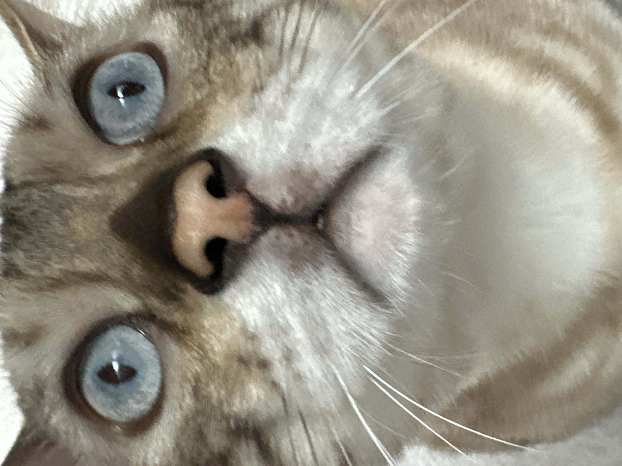 A close-up, head-on shot captures the face of a cat. The cat's fur is a mix of tan and brown with darker tabby markings. Its eyes are a striking blue. The focus is on the cat's nose and mouth area, with prominent white whiskers fanning out on either side of its muzzle. The background is a blurred continuation of the cat's fur, suggesting it is likely indoors. This image is not of the city of Energetik, Russia.