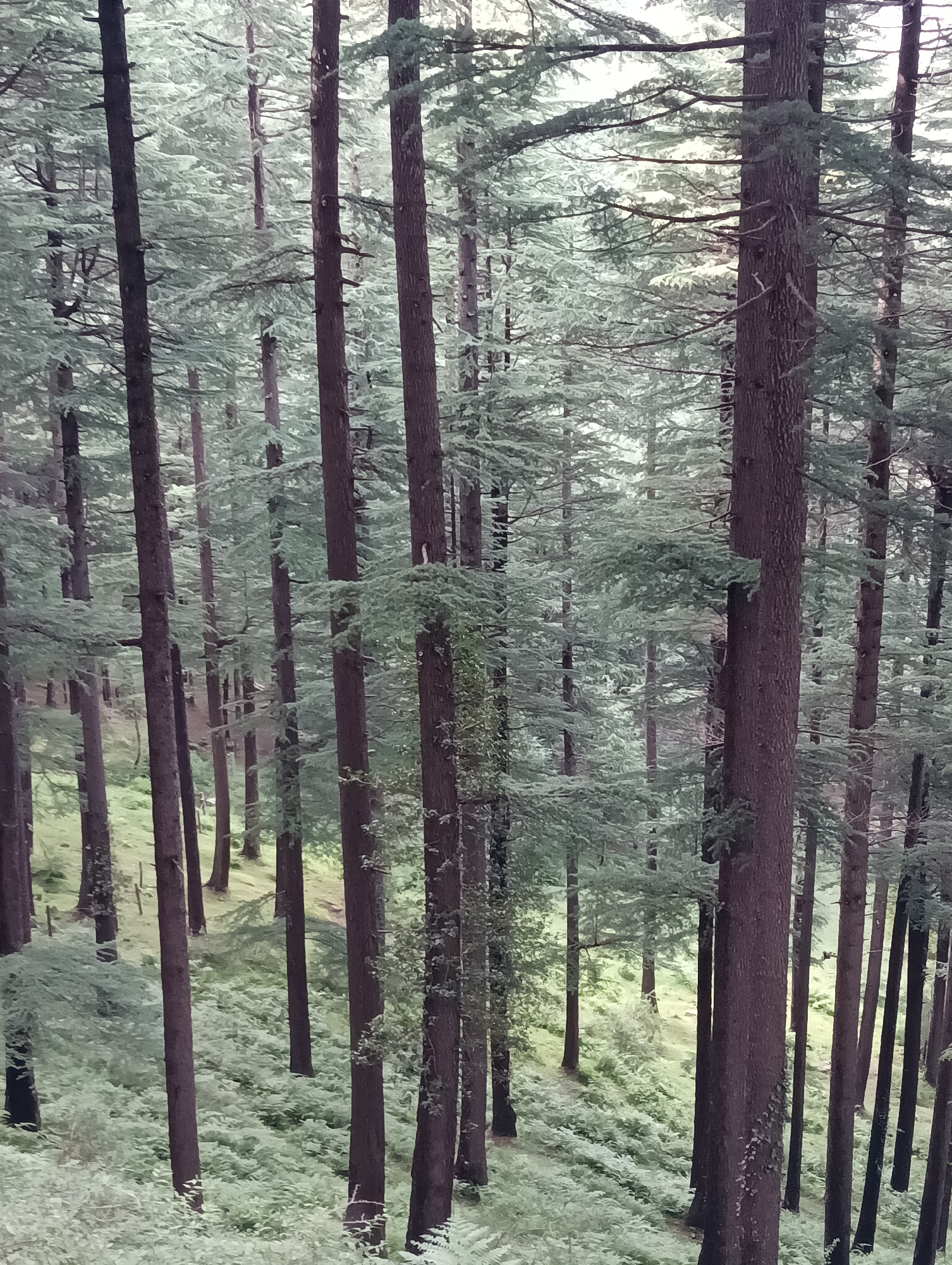 The image depicts a dense forest scene in Chhyal, India. Tall, slender trees with dark brown bark dominate the foreground and middle ground, their trunks standing close together. The trees are coniferous, with feathery green foliage that creates a layered canopy. The ground beneath the trees is covered in a lush carpet of smaller green plants, likely ferns or undergrowth, which slopes gently upwards in the background. The lighting is diffused, suggesting an overcast day or a shaded area within the forest, casting a soft glow on the foliage. The scene is natural and undeveloped, conveying a sense of tranquility and wilderness. There are no people or animals visible in the image.