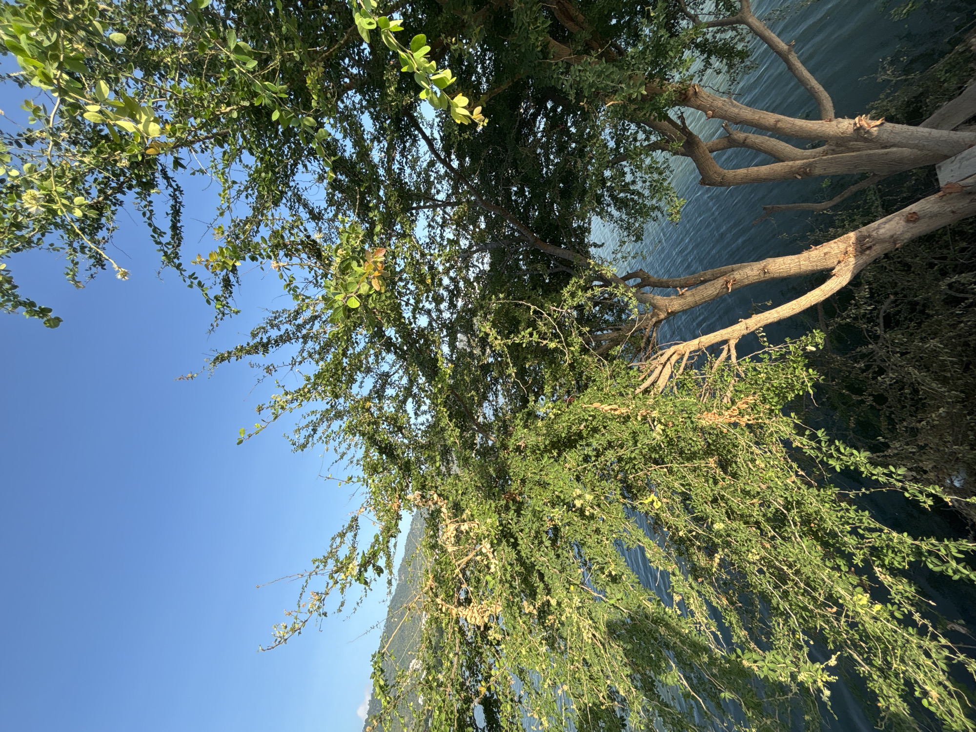 This image presents a vibrant natural landscape, captured from a low-angle perspective, looking up and across a body of water. The dominant subject is a lush green tree with abundant, small leaves that fill a significant portion of the frame, especially on the left and center. Its branches are dense with foliage, some appearing to droop gently. On the right side, several thicker, lighter-colored tree branches, partially bare of leaves, extend prominently across the scene.
Beneath the tree's canopy and extending into the background is a calm body of blue-green water, likely a sea or large lake, exhibiting subtle ripples across its surface. A clear, bright blue sky is visible through gaps in the foliage, particularly in the upper left corner. In the far distance, a faint outline of land or mountains can be seen against the clear sky, suggesting a coastal or lakeside setting.
The scene depicts a sunny daytime, indicating fair weather conditions. There are no visible people or discernible activities taking place; the image captures a serene, natural environment. No visible text is present in the image. Based on the provided context, the location is Baan Chaweng, Thailand, which aligns with the tropical appearance of the vegetation and water.