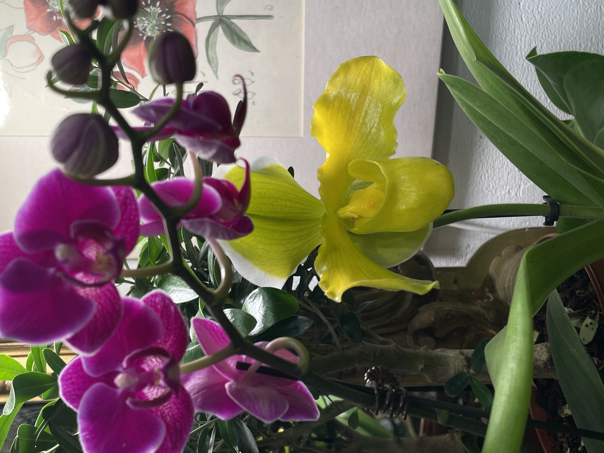 The image shows a close-up view of two orchid plants. One plant displays vibrant magenta flowers and buds. The other plant features a single large, yellow flower. The scene is indoors. A framed botanical print depicting red flowers is visible in the background. To the right, broader green leaves from another plant species are also present. The location cannot be determined to be Saint Petersburg, Russia, or anywhere else, based on the visible content of this image.