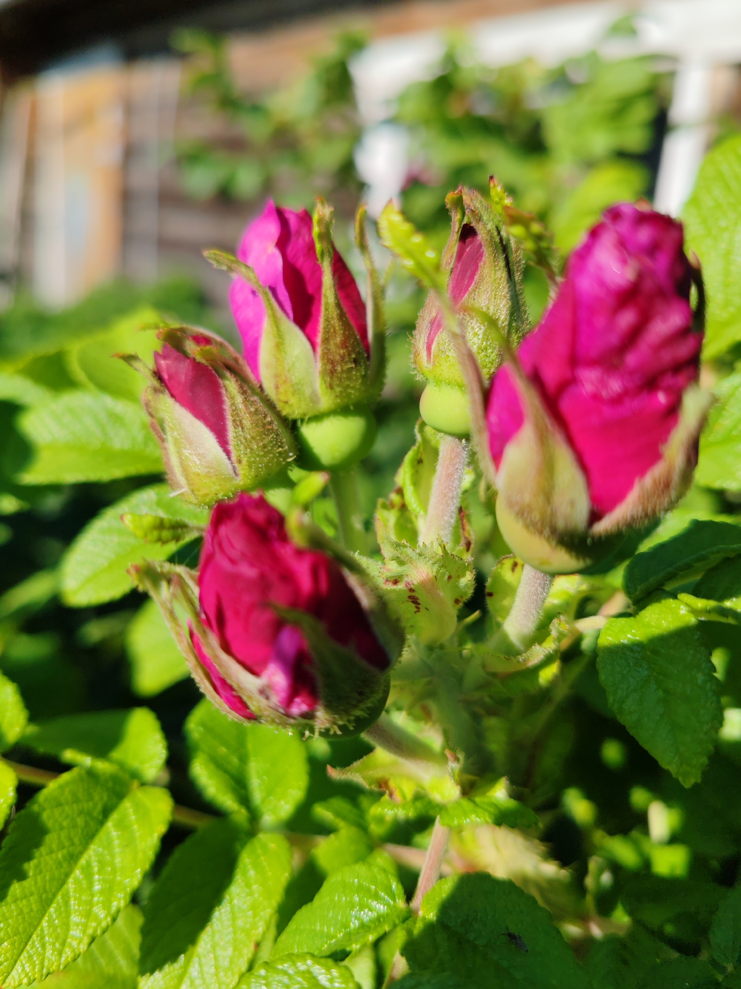 The image shows a close-up of several magenta rosebuds on a stem, surrounded by lush green leaves. The rosebuds are in various stages of development, with some more tightly closed than others. The leaves are textured and appear healthy, catching the sunlight which creates bright highlights and shadows. In the blurred background, a wooden structure, possibly a fence or a building, and more greenery are visible, suggesting an outdoor setting in a garden or park. The lighting indicates it is daytime, with the sun casting a warm glow on the scene. The location is specified as Чухлэм, Russia.