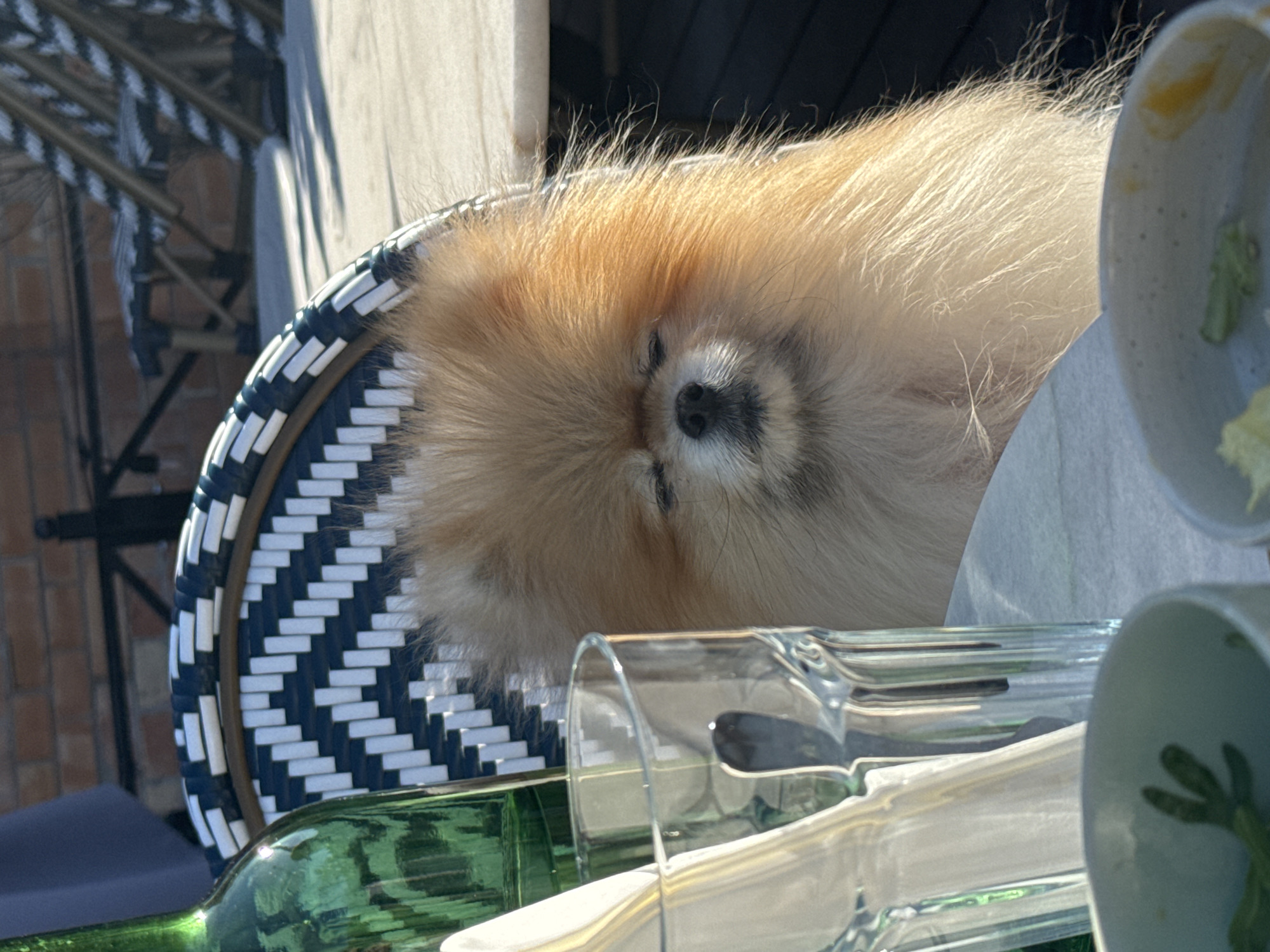 A Pomeranian dog with light brown and blonde fluffy fur is depicted resting or sleeping, with its eyes closed. The dog is positioned next to or on a chair with a distinctive blue and white geometric pattern on its back, likely made of wicker or similar material.
The scene is an outdoor setting, possibly a patio or balcony, under bright sunlight, which casts shadows. A light-colored table surface is visible, holding several objects. On the table, there is a green glass bottle, partially visible in the foreground, alongside multiple clear drinking glasses, some upright and some appearing to be angled or lying down. A small white bowl, containing some green remnants (possibly food), is also present.
In the background, a brick wall can be seen, suggesting the exterior of a building. The overall atmosphere is peaceful and relaxed, enhanced by the sleeping dog. The bright sunlight indicates it is daytime. No text is visible in the image. The location context for this scene is Warsaw, Poland.