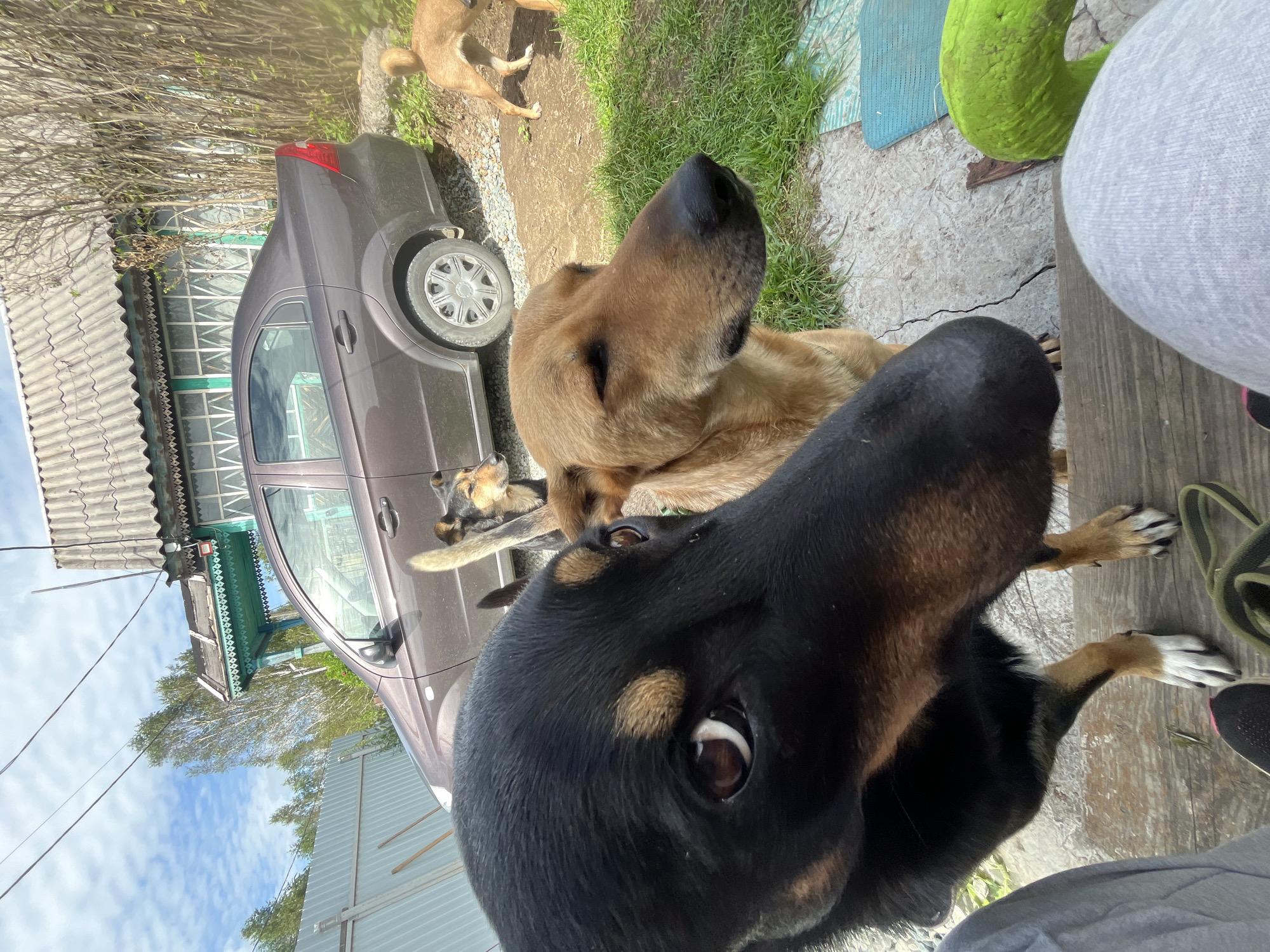 The image depicts a rustic outdoor scene, likely in a rural area or the outskirts of Nizhny Tagil, Russia, given the presence of a weathered house and a modest sedan. In the foreground, a black and tan dog is prominently featured, its head and eye close to the camera, suggesting a low-angle shot. Behind it, a tan dog is partially visible, looking to the right. Further in the background, another tan dog is seen standing near the car. The environment includes a gravel driveway, green grass, a corrugated metal fence, and a grey sedan. The house in the background exhibits a traditional architectural style with decorative trim. A portion of a person's leg is visible in the bottom right corner of the image, wearing grey sweatpants and a sneaker. A bright green object, possibly a cushion or toy, is also present. The sky is partly cloudy. The overall impression is one of an informal, possibly domestic, setting with multiple dogs present.