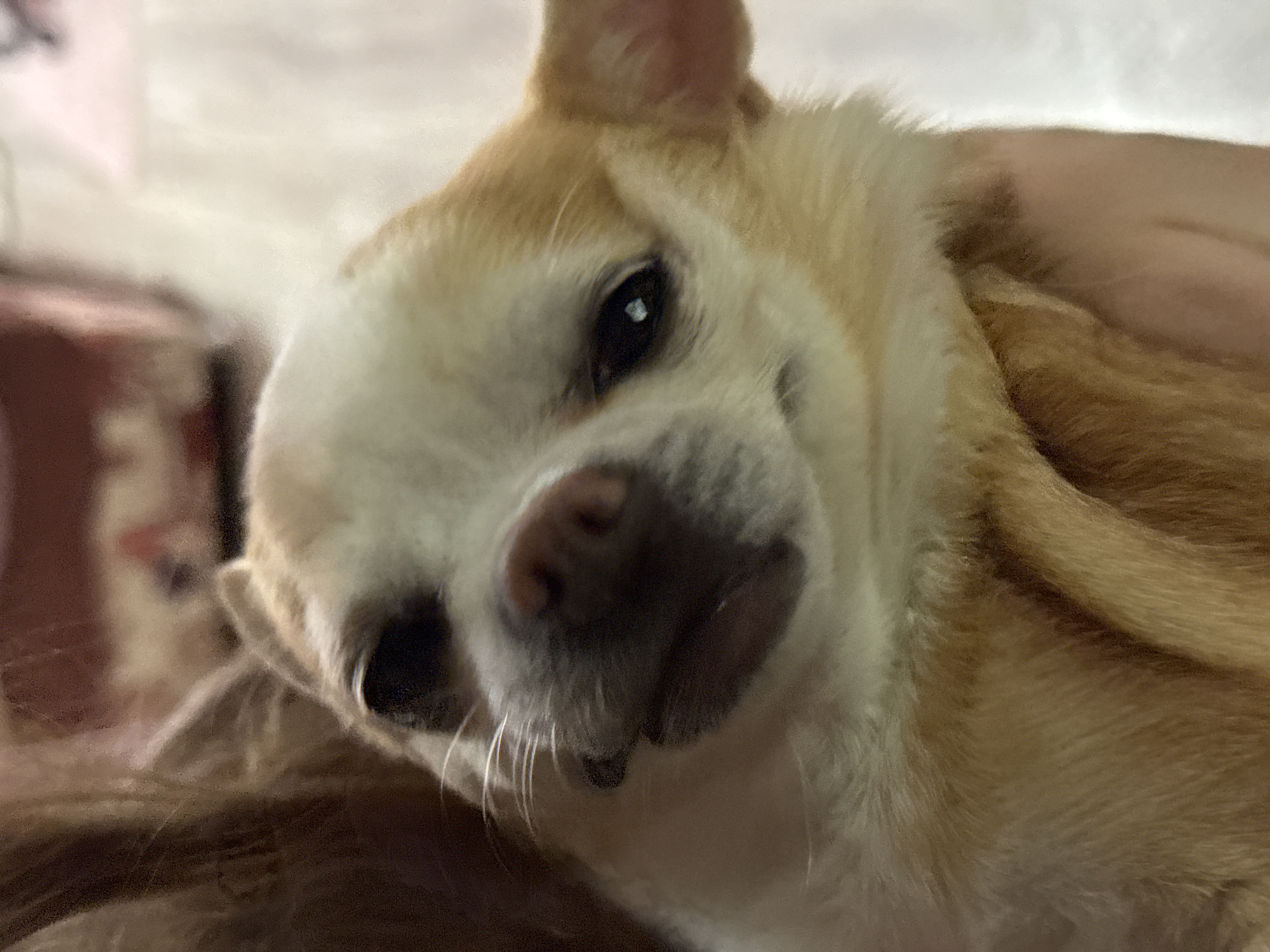 Close-up of a light tan and white Chihuahua with its head tilted. The dog's nose is prominent and slightly blurred. The dog is lying down on a surface covered with human hair. The location and city are not discernible from the image.