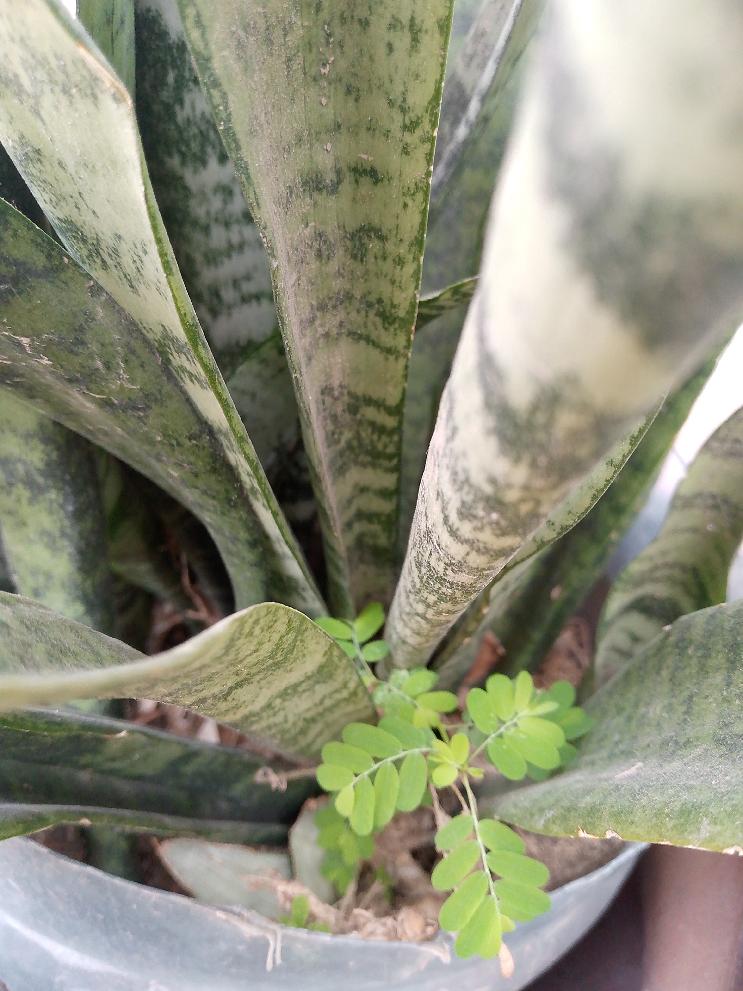 A close-up shot of a potted snake plant (Sansevieria trifasciata). A small, leafy weed is growing in the pot, next to the snake plant. The pot is gray, and the background is blurred, suggesting an outdoor location in Juan Griego, Venezuela. The focus is on the plants themselves rather than the specific urban environment.