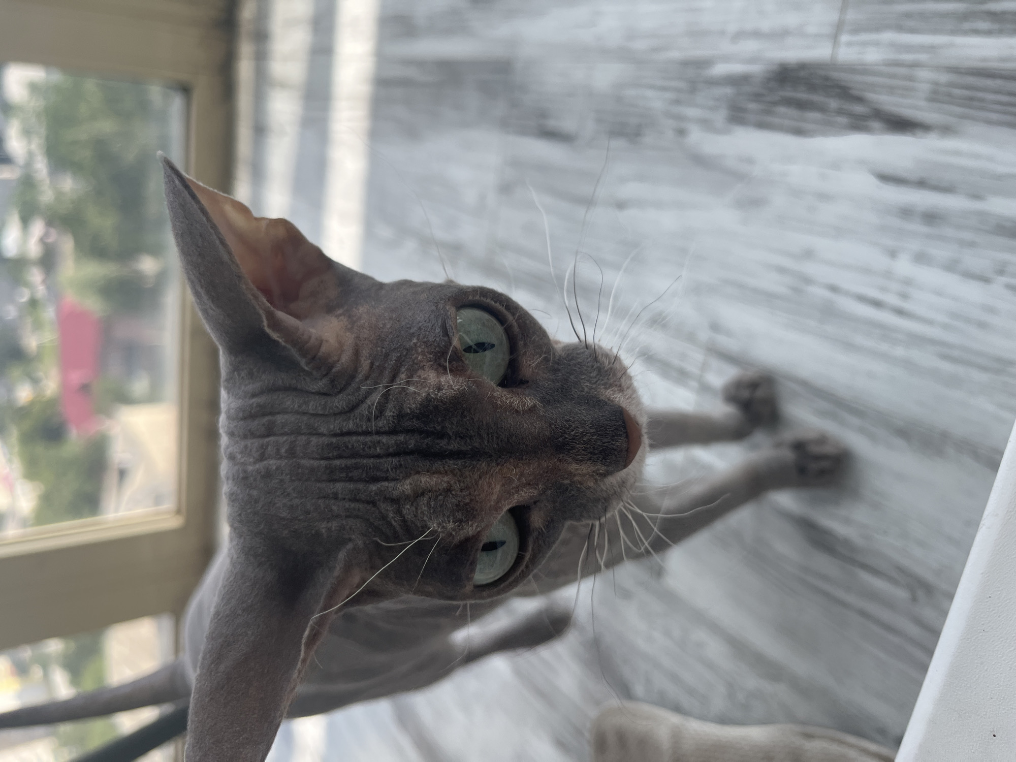 An image depicts a close-up, eye-level shot of a Sphynx cat looking directly at the camera. The cat has grey wrinkled skin and striking green eyes. Its ears are large and prominent, and its whiskers are long and white. The cat is standing on a light-colored, textured floor, possibly wood or laminate, with a subtle striped pattern. In the background, out of focus, a window shows a glimpse of an urban environment with trees and buildings. The lighting suggests it is daytime, with sunlight casting shadows. The specific location in Kopeysk, Russia, cannot be determined from the visual information alone. There are no people visible in the image, and the cat appears to be the sole subject.