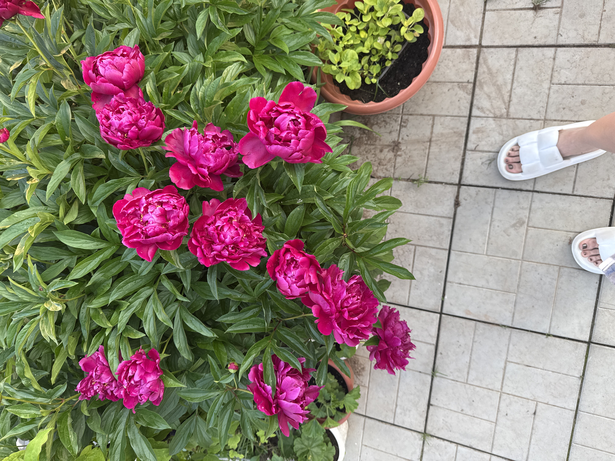 In Mayak, Russia, a high-angle shot captures a vibrant garden scene. The foreground is dominated by lush, green foliage and several large, fully bloomed fuchsia peonies. These flowers are densely packed with petals and have a rich, saturated color. In the lower portion of the image, a person's feet are visible, wearing white slides. One foot is placed on a tiled pathway, and the other is slightly angled. To the right, a terracotta pot contains a cluster of small, bright green plants. The tiled pathway is made of light-colored square tiles, some of which show faint signs of wear or embedded debris. The overall impression is one of a well-maintained outdoor space, likely a backyard or garden area, bathed in natural light.