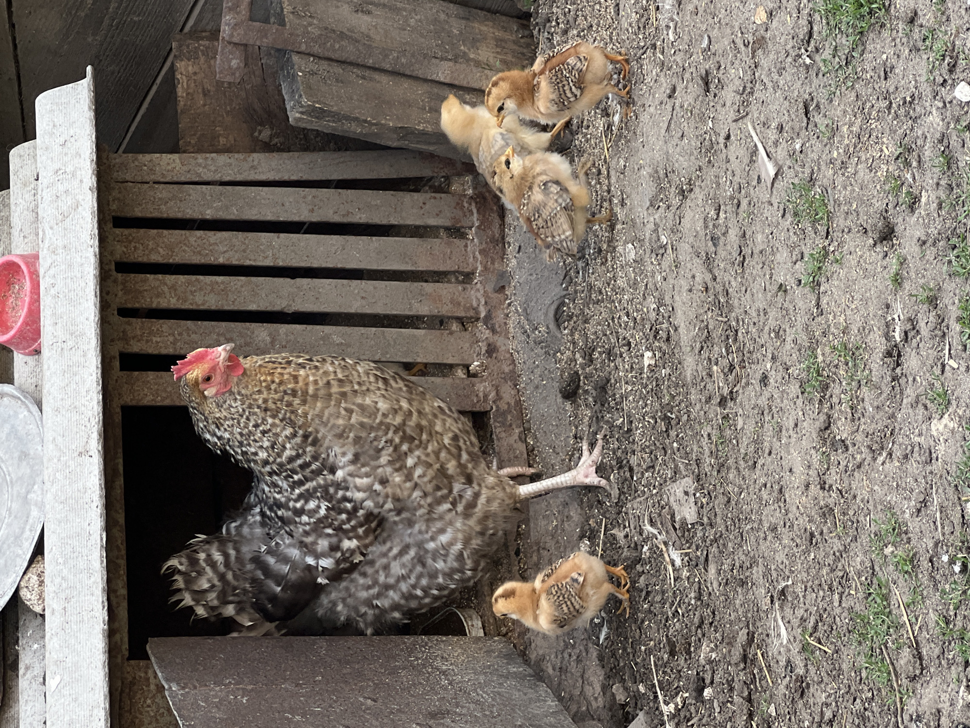 This is a vertically oriented, outdoor, high-angle photograph taken in Vertelka, Ukraine. The scene depicts a hen with her chicks in a farmyard setting. The hen, speckled brown and white, is large and partially obscured by a structure made of weathered, horizontal wooden slats. She has a bright red comb and wattle. Her wings are slightly fanned out, and her tail feathers are prominent. One chick, a fluffy light brown color with darker markings on its wings and back, stands near the hen's tail.
Several other chicks, slightly smaller and lighter in color, are scattered on the ground to the right of the hen. They are also light brown with darker markings. The ground is composed of dirt and small pebbles, with sparse green weeds growing in patches. Behind the hen and to her left, there is a rustic structure with more wooden slats, suggesting a coop or enclosure. A bright red feeder cup is visible on the edge of this structure. The lighting suggests it is daytime, and the weather appears clear. The overall impression is one of a peaceful, domestic farm scene.