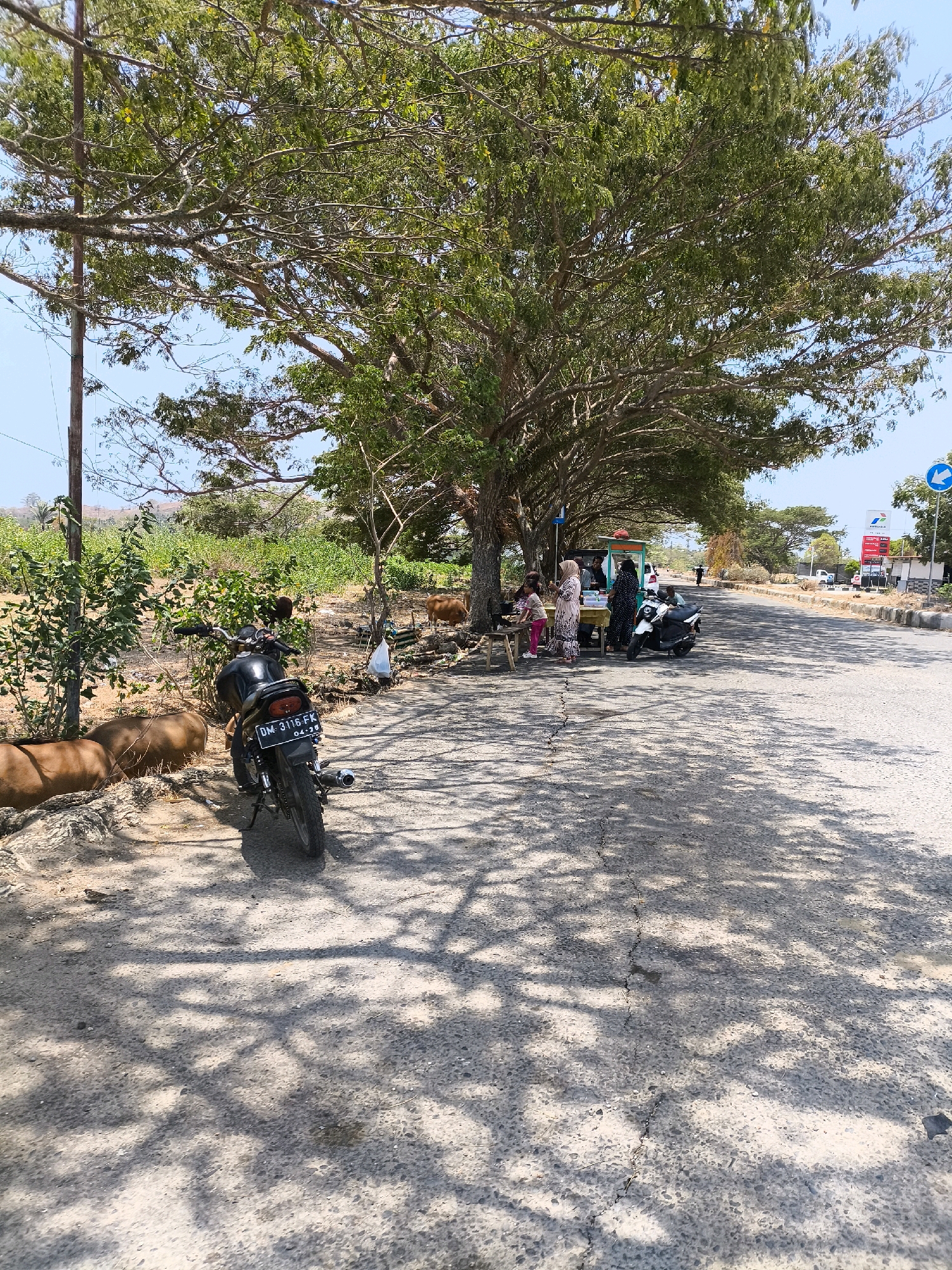 The image shows a roadside scene in Kwandang, Indonesia, under the dappled shade of a large tree. In the foreground, a black motorcycle is parked on the asphalt road, its license plate reading "DM 3116 FK". To the left of the motorcycle, there are two large, brown, cylindrical objects that appear to be large animal hides or logs. Beyond these, there is dry, dusty ground with some sparse vegetation and a wooden utility pole.
Under the tree, a small roadside stall is set up. Several people are gathered around it. A woman in a patterned dress and headscarf stands behind the stall, which is a simple table covered with a colorful cloth. Another woman in a black abaya and headscarf is also near the stall, and two younger girls in colorful dresses are sitting on a small wooden bench. A goat is visible behind the stall, and further in the background, a brown cow is standing in a dry field.
The road continues into the distance, with some buildings and trees lining the opposite side. A sign with a blue arrow pointing left is visible, along with a red and white sign that appears to be for a gas station. The sky is clear and bright blue, indicating a sunny day. The overall environment is rural and suggests a warm climate.