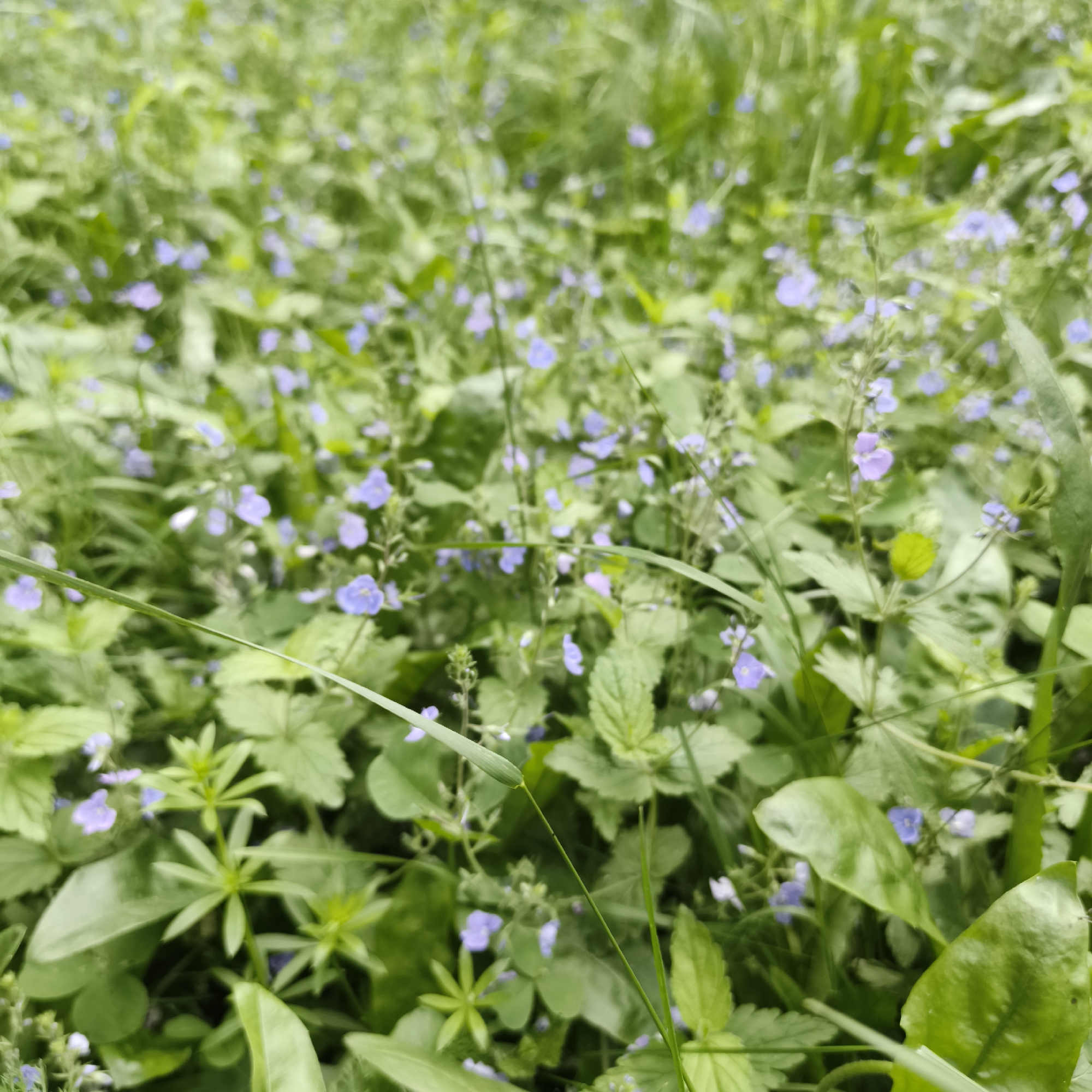 The image depicts a close-up, out-of-focus view of a patch of green vegetation with small blue flowers. The scene is dominated by various shades of green from leaves and blades of grass, interspersed with scattered small, light purple or blue flowers. The overall impression is of a natural ground cover or undergrowth, likely in a park, garden, or undeveloped area. There are no discernible human figures, animals, or man-made structures visible in the frame. The lighting appears to be natural daylight, creating a soft and somewhat muted atmosphere due to the lack of sharp focus. The image is likely taken in Chaikovsky, Russia, given the provided context, and represents a common natural landscape found within the city.