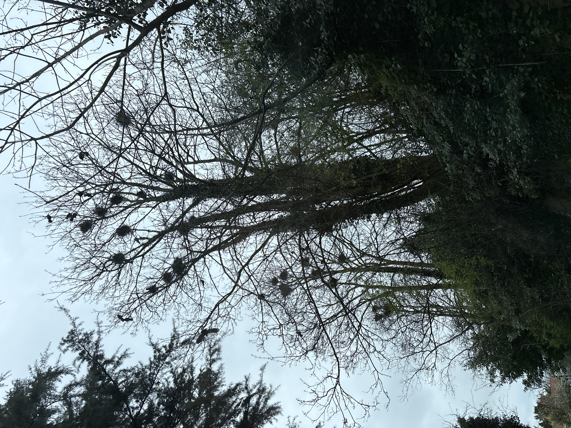 The image presents an outdoor scene located in Ruyton-XI-Towns, United Kingdom, under an overcast sky. The central and right portions are dominated by multiple tall, bare deciduous trees, their intricate, dark branches silhouetted against the pale grey sky. Approximately twelve large, dark, spherical nests are clearly visible within the upper canopy of these leafless trees. Several dark birds, consistent with corvids (rooks or crows), are present: at least five are perched on various branches near the nests, and one bird is captured in mid-flight, wings extended, in the upper-left quadrant of the central tree cluster. To the far left, a dense evergreen conifer tree with dark foliage partially frames the scene. The lower and right sections of the image feature a dense mass of dark green foliage, comprising bushes, smaller trees, and ivy climbing on some tree trunks, indicating a wooded or heavily vegetated embankment. A light-colored building with a reddish roof is faintly discernible in the far lower-left, partially obscured by the foreground vegetation. The lighting is diffuse, characteristic of a cloudy day.
