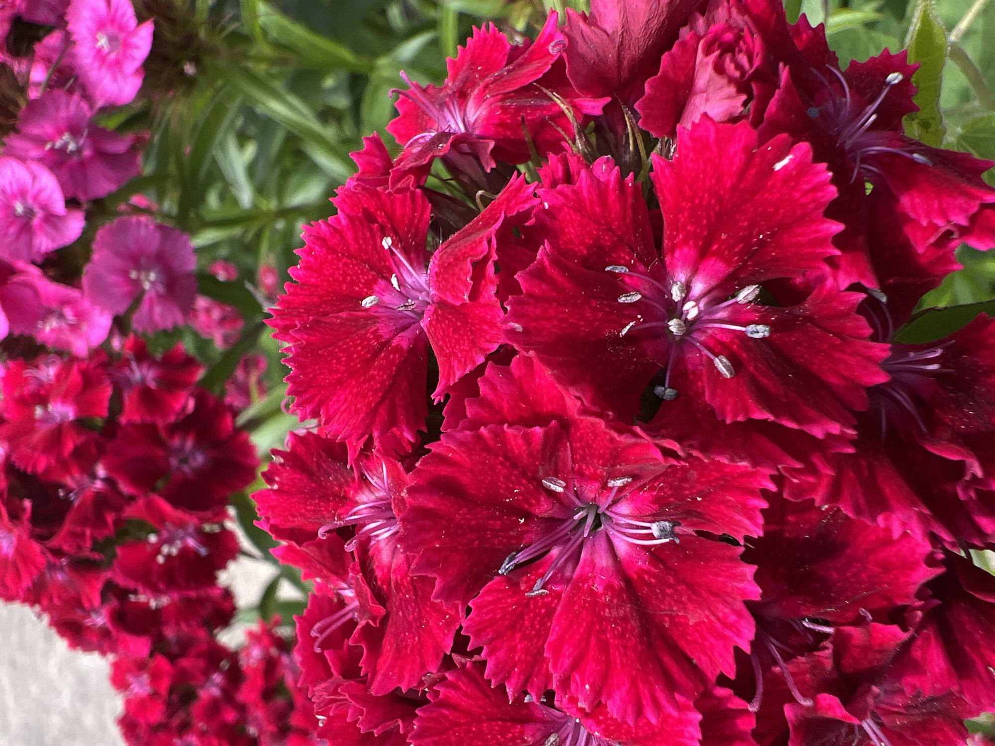 The image depicts a close-up of a cluster of red Dianthus barbatus flowers, commonly known as Sweet William. The flowers have deeply fringed petals and prominent stamens. In the background, there are other flowers of a lighter pink hue and some green foliage. The setting appears to be outdoors, likely a garden or flower bed. The location of the image is provided as Krasnodar, Russia.