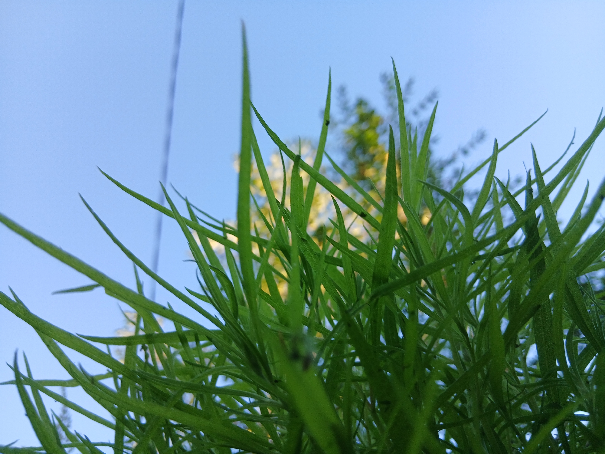This is a close-up, low-angle shot of vibrant green grass against a bright blue sky. The grass blades are sharp and detailed, with some appearing to be in focus while others are blurred in the foreground and background. In the distance, out of focus, are glimpses of trees with yellow and green foliage, suggesting a natural setting. A thin, dark line, possibly a wire or string, runs vertically through the upper left portion of the image. The overall impression is one of looking up from within the grass towards the sky on a clear day. There are no people or specific urban features visible to indicate a location in a city.