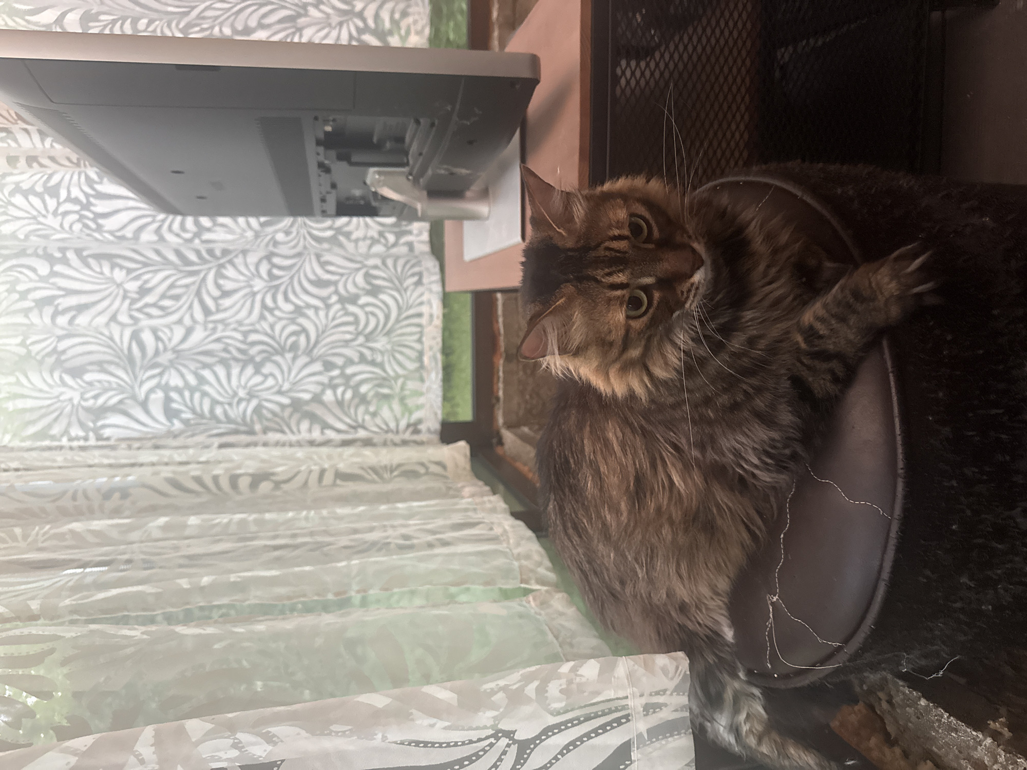 A long-haired tabby cat with green eyes is lying on a dark brown ottoman. The cat is facing the viewer and appears to be looking down and to the right. The ottoman is positioned in front of a dark metal grate. Behind the ottoman, there is a small, reddish-brown table with a computer monitor on it. The monitor is turned off and its back is facing the viewer. The background consists of sheer white curtains with a leaf pattern, which are hanging in front of a window. Through the curtains, greenery and what appears to be a patio or balcony railing can be seen. The scene is indoors, likely in a residential setting. The exact location in Sofia, Bulgaria, is not discernible from the image.
