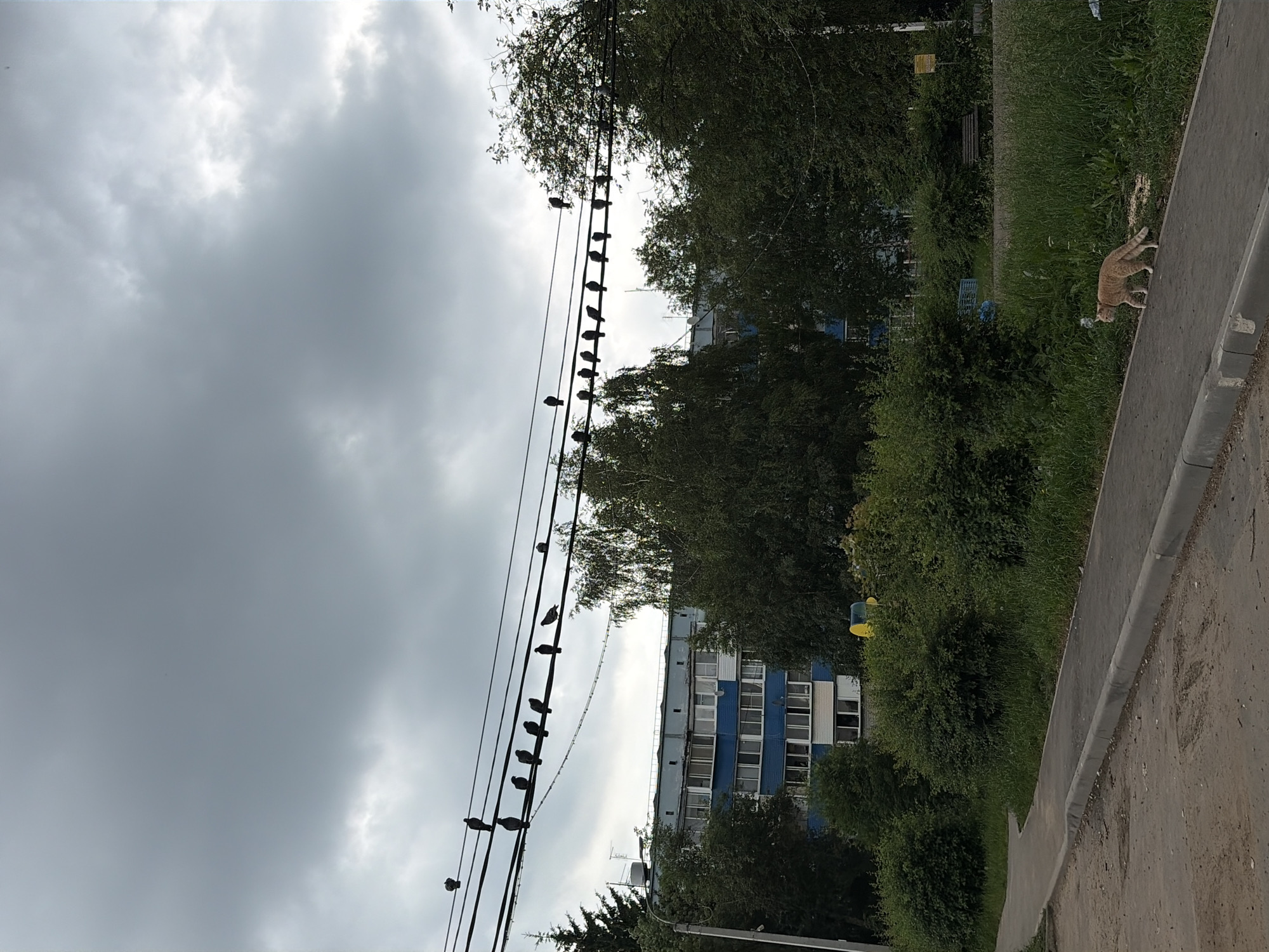 The image depicts a cloudy day in a residential area, likely in the city of Pikino, Russia. In the foreground, a paved pathway runs alongside a patch of grass and a curb. Further back, a light orange cat walks along the pathway. Behind the pathway, several green bushes and trees are visible. Dominating the middle ground is a multi-story blue and white apartment building. In the background, the sky is heavily overcast with dark gray clouds. A key feature of the scene is a series of power lines strung across the upper portion of the image, densely populated with numerous pigeons perched on them. The overall atmosphere is somewhat somber due to the cloudy weather.