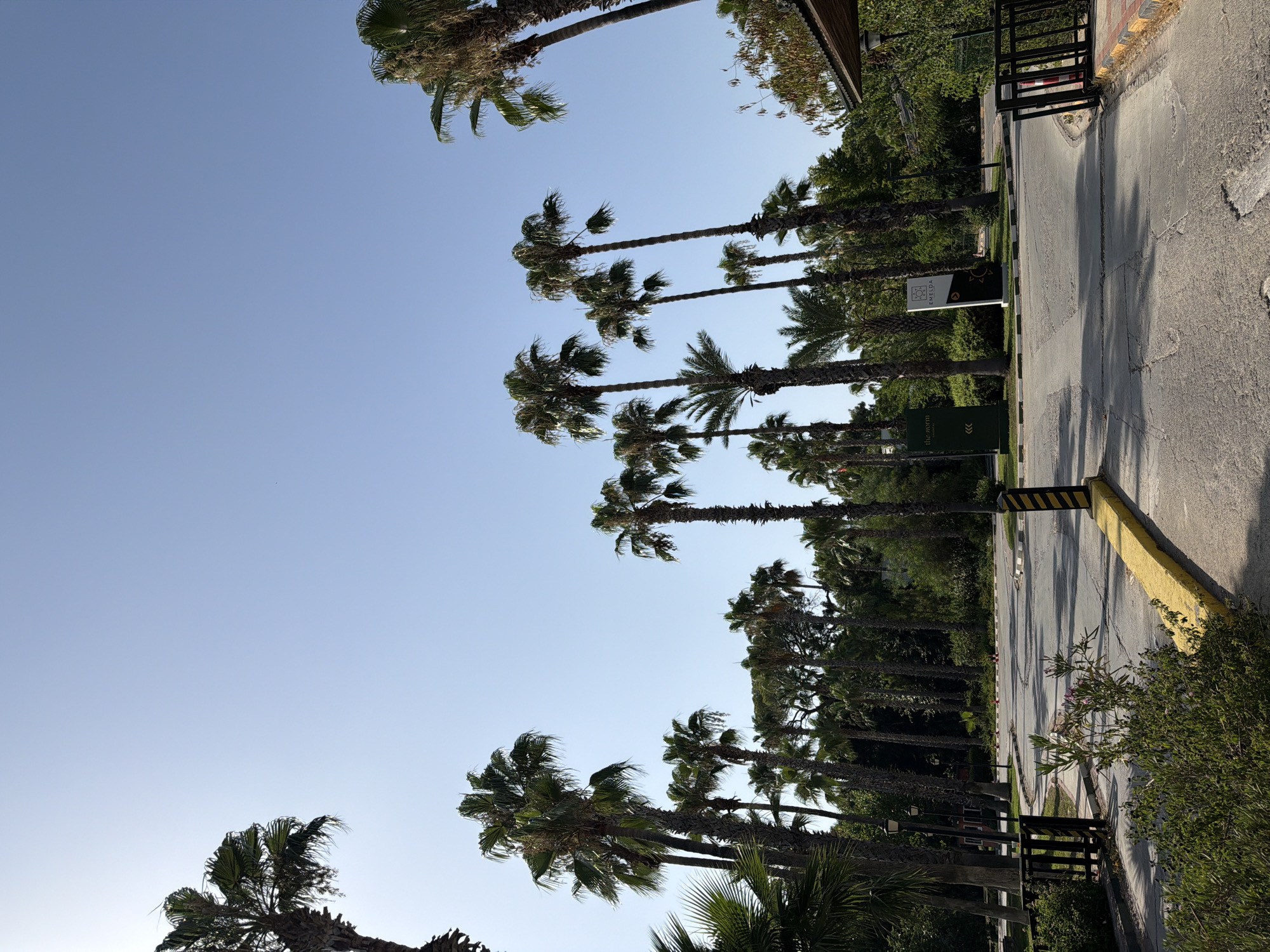 The image depicts a bright, sunny day in a tropical or subtropical location, likely a resort, with a clear blue sky overhead. A dense cluster of tall palm trees dominates the upper half of the frame, their fronds reaching towards the sky. The lower half of the image shows a paved road that curves into the distance, lined with more palm trees and lush green vegetation.
On the right side of the road, a dark metal gate is visible, partially obscured by greenery. Next to the gate, a building with a dark roof and wooden accents is present. Two signs are posted near the road: one is a dark green sign with white text and a pattern of concentric circles, and the other is a tall, black and white sign with a logo featuring a sun and what appears to be a stylized bird or wing. A yellow and black striped bollard stands at the edge of the road.
In the foreground, a low, thorny green bush with small pink flowers is visible. The road itself appears to be asphalt, with some cracks and wear. The overall impression is of an entrance to a well-maintained, upscale establishment, possibly a hotel or resort, in a location characterized by warm weather and abundant palm trees. The presence of these elements suggests a tourist-oriented area. Given the mention of Kemer, Turkey, this could be an entrance to a resort along the Mediterranean coast.