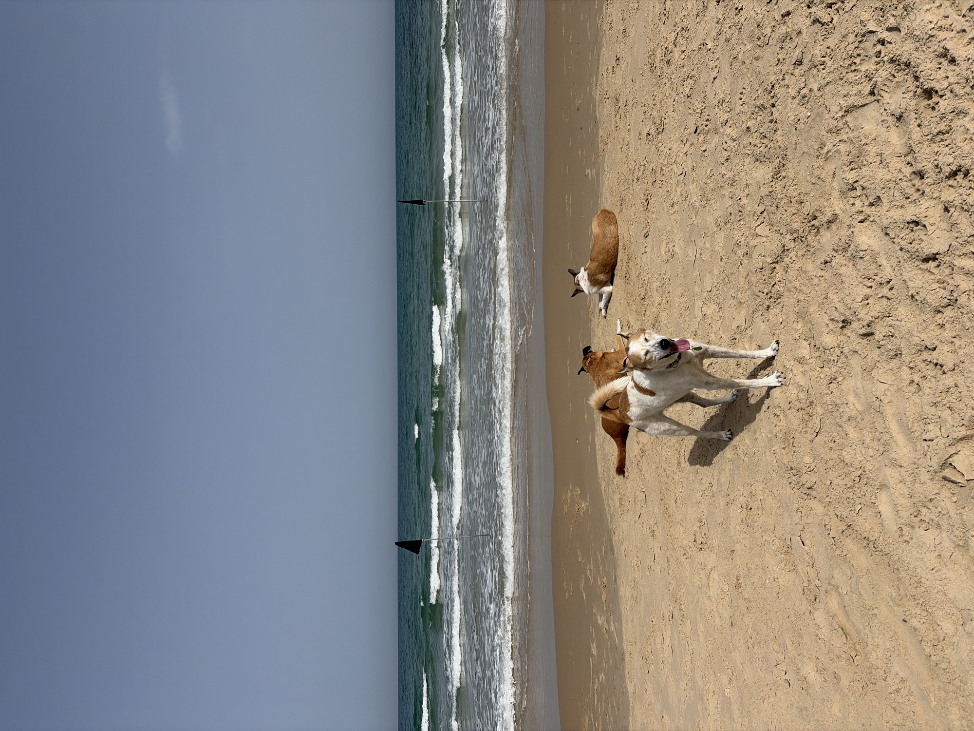 The image shows a beach scene in Tel Aviv, Israel. Three dogs are on the sandy beach near the shoreline. The waves of the Mediterranean Sea are visible, and two black flags are stuck in the sand near the water's edge. The sky is clear and blue.