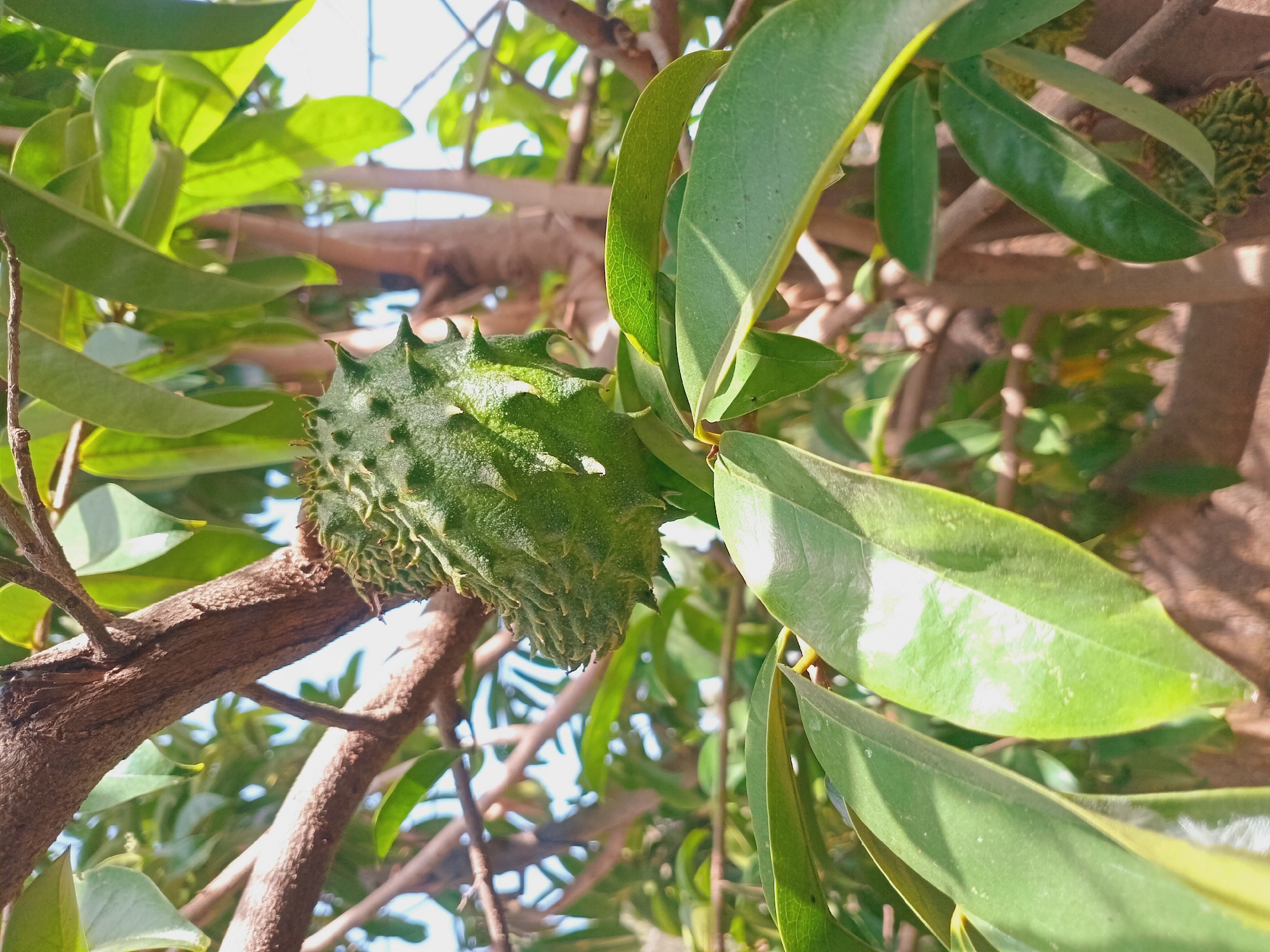 A close-up shot in what seems to be an outdoor setting, possibly Bukuru, Nigeria, focuses on a soursop fruit growing on a tree. The green, spiky fruit is attached to a brown branch, surrounded by glossy green leaves. The background is a mix of more leaves, branches, and glimpses of sky.