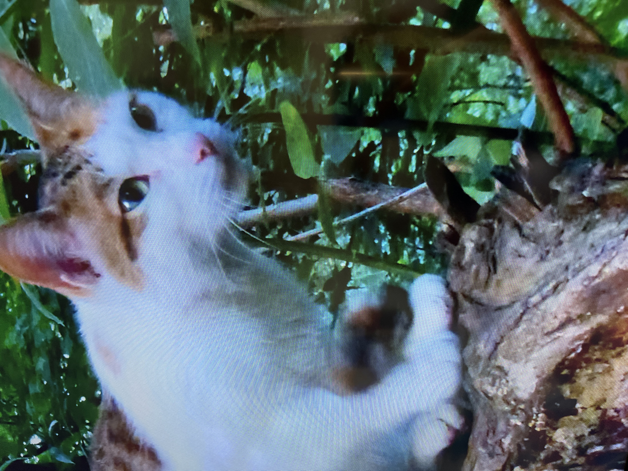 The image shows a cat with white and orange fur perched on a tree branch. The cat is looking to the right with its eyes partially open. Green foliage surrounds the cat and the branch. The image is pixelated and appears to be a screenshot or a low-resolution photograph. There is no discernible location within the city of Kohtla-Järve linn, Estonia, or any other contextual information provided in the image itself. The scene depicts a natural environment with a domestic animal.