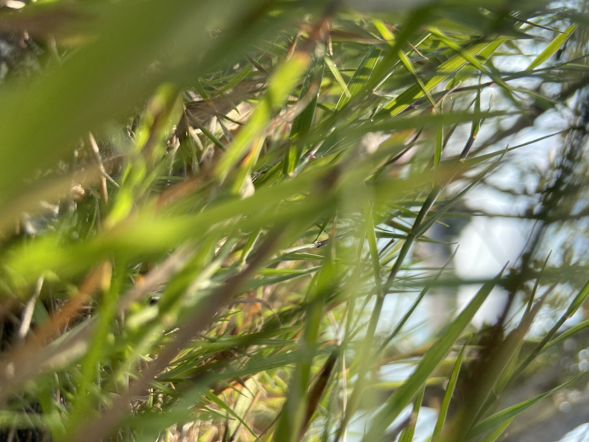 The image shows a close-up, low-angle view of green grass blades. The grass is out of focus in the foreground and midground, with some blades sharply in focus. In the background, there is a blurred depiction of trees and a bright sky. The overall impression is one of being immersed in a patch of grass. The image is not specific to any location in Куйбышевское сельское поселение, Ukraine, as it is a general natural scene. There are no people, objects, actions, or interactions depicted.