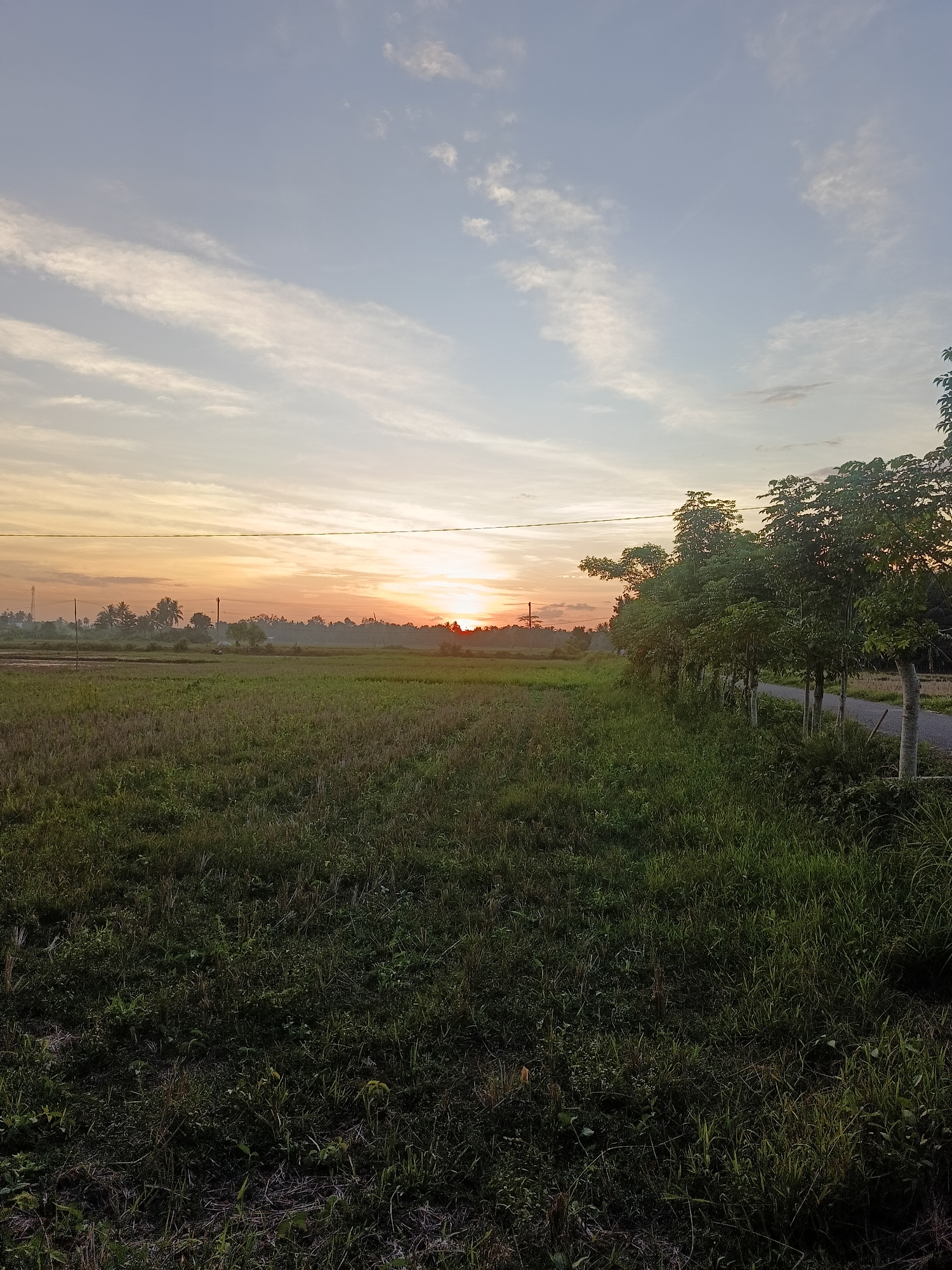 The image captures a rural scene near Sumbokrayek, Indonesia, at sunrise or sunset. A vast field of tall green grass dominates the foreground, gradually transitioning into a cultivated field with hints of standing water in the distance. A row of trees lines the right side of the image, running parallel to a narrow paved road. In the background, the sun is positioned on the horizon, creating a vibrant orange glow in the sky, which fades into a lighter blue with thin clouds above. Utility poles and power lines are visible cutting across the sky above the distant field. The scene appears peaceful and uninhabited.