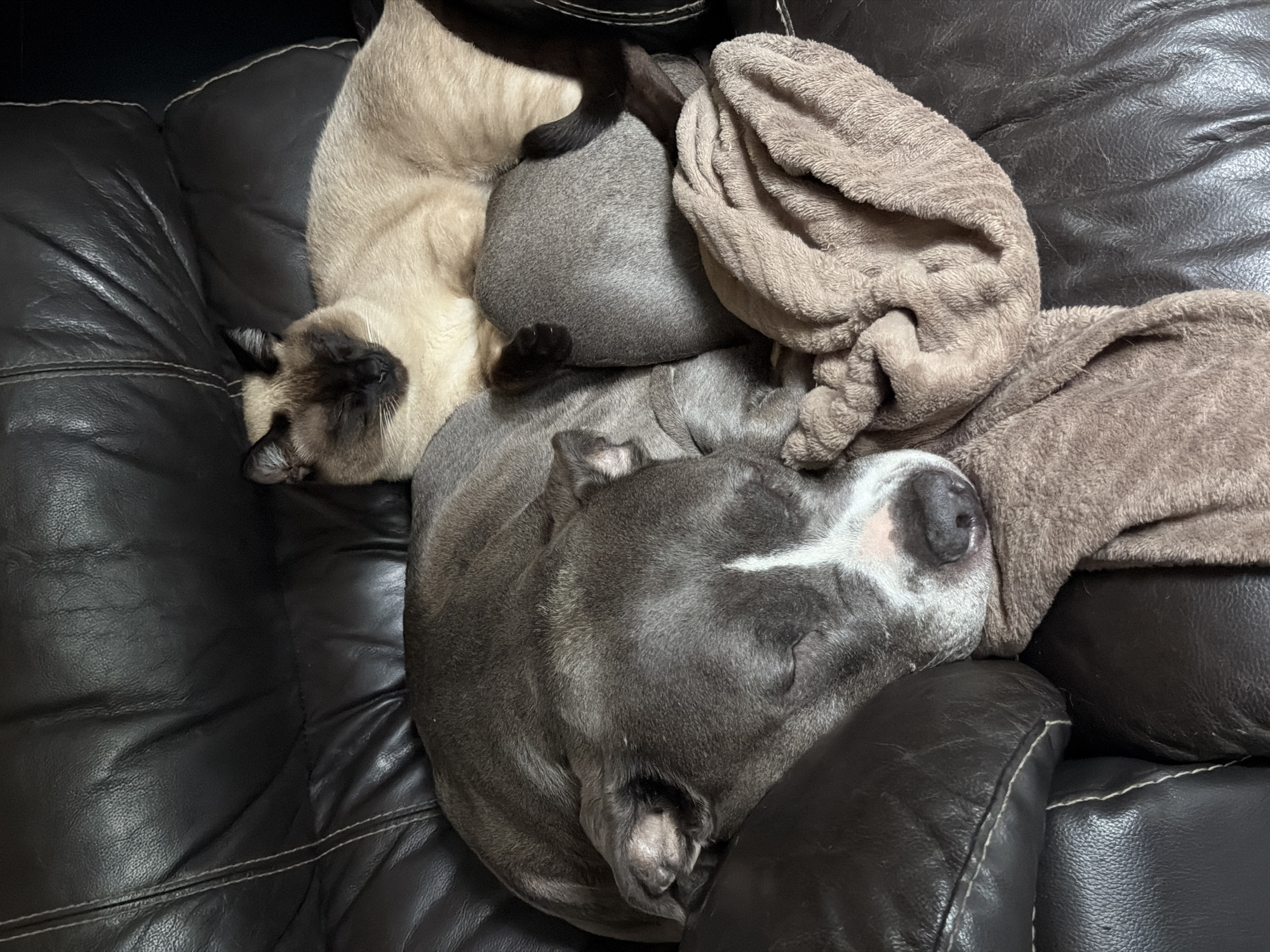 On a dark brown leather couch, a Siamese cat and a gray pit bull-type dog are curled up asleep. A tan-colored towel is draped over them.