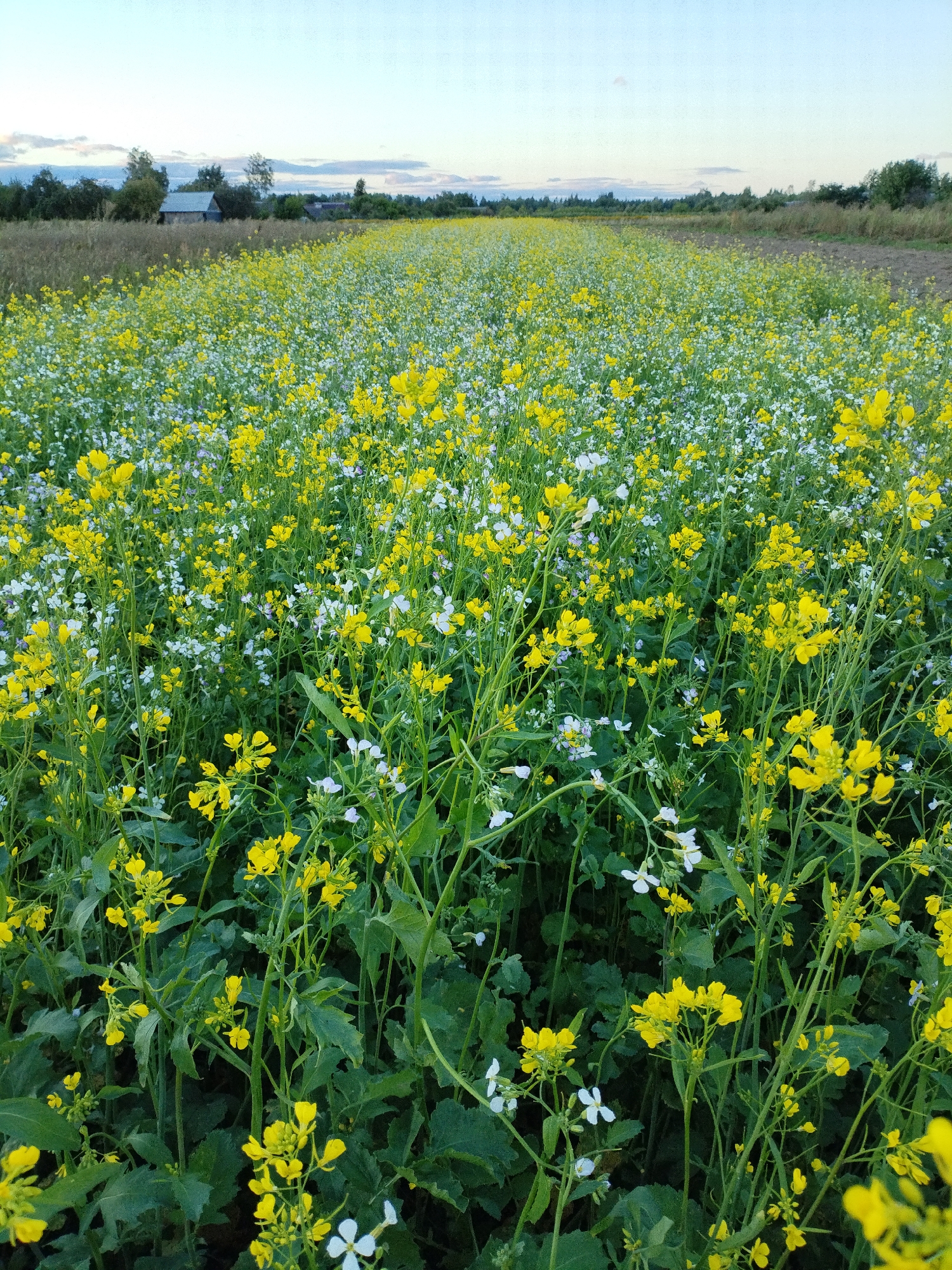 The image depicts a field of yellow and white wildflowers in Bialynichy, Belarus. The flowers are densely packed, with some reaching several feet high. The field stretches into the distance, meeting a line of trees and a building under a pale blue sky. The overall impression is one of natural beauty and agricultural landscape.