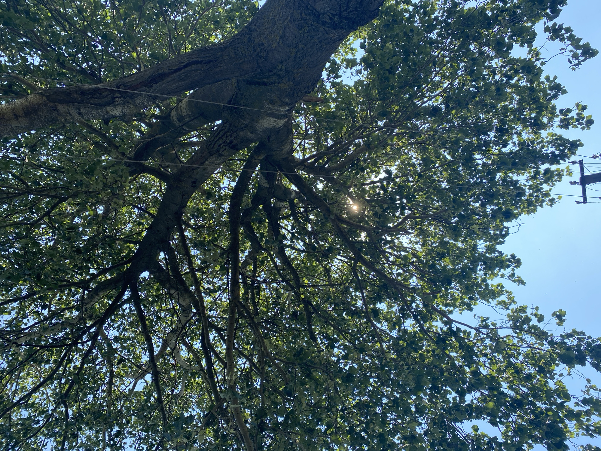 An upward-facing shot captures the dense canopy of a large tree against a clear blue sky, with the sun's rays filtering through the leaves, creating a dappled light effect. The trunk of the tree, with its textured bark, is visible on the right side of the frame, showing several thick branches extending outwards and upwards. Two thin ropes hang vertically from the branches, disappearing out of frame. In the lower right corner, a portion of a telephone pole with insulators is visible. The scene is set in Vasylkiv, Ukraine.