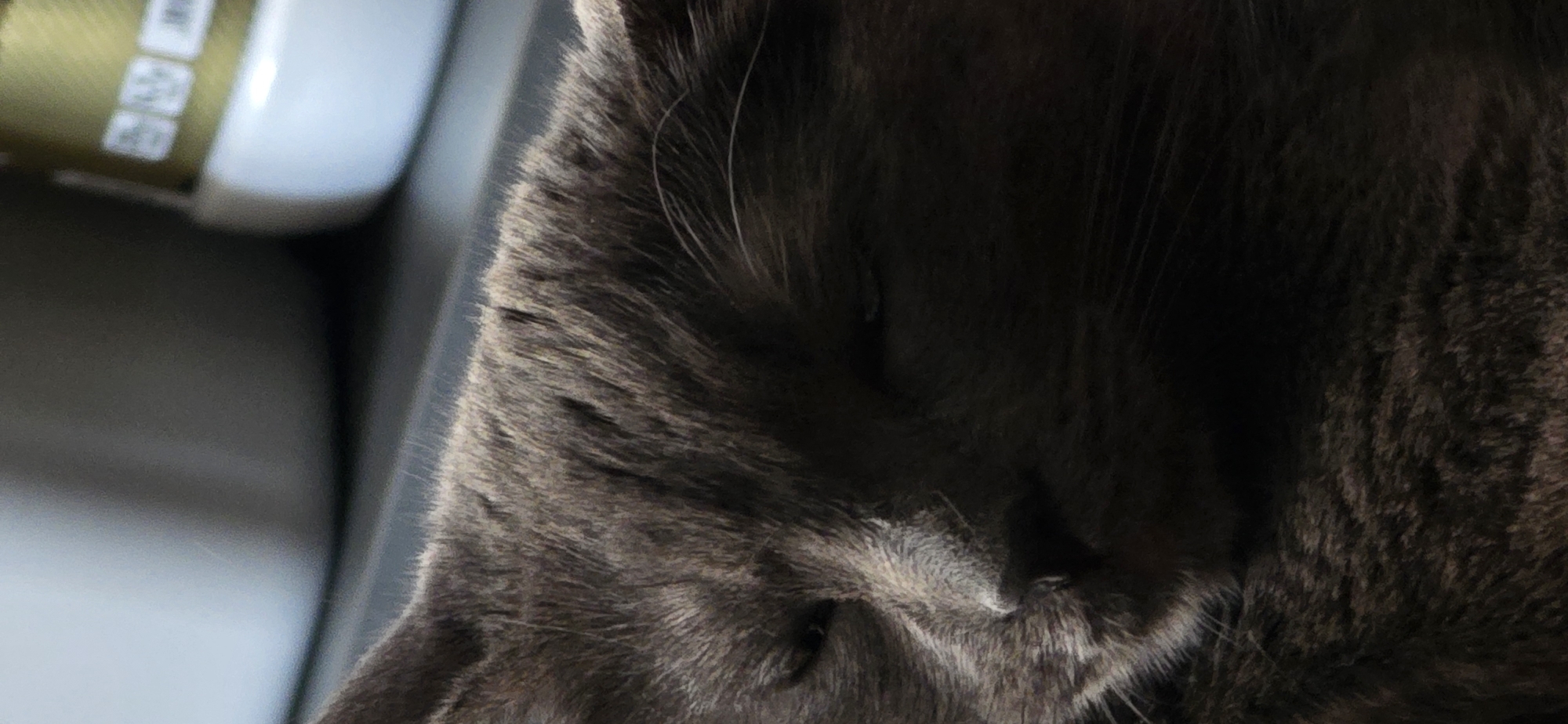 A close-up, vertical, indoor shot shows the face of a sleeping gray cat. The cat's eyes are closed, and its fur appears to be a dark gray. The cat is lying down, and its body is not fully visible. In the background, out of focus, are parts of a light gray object on the left and a white and green object with some white markings on the right. The scene is dimly lit, with some light falling on the cat's face and highlighting its fur.