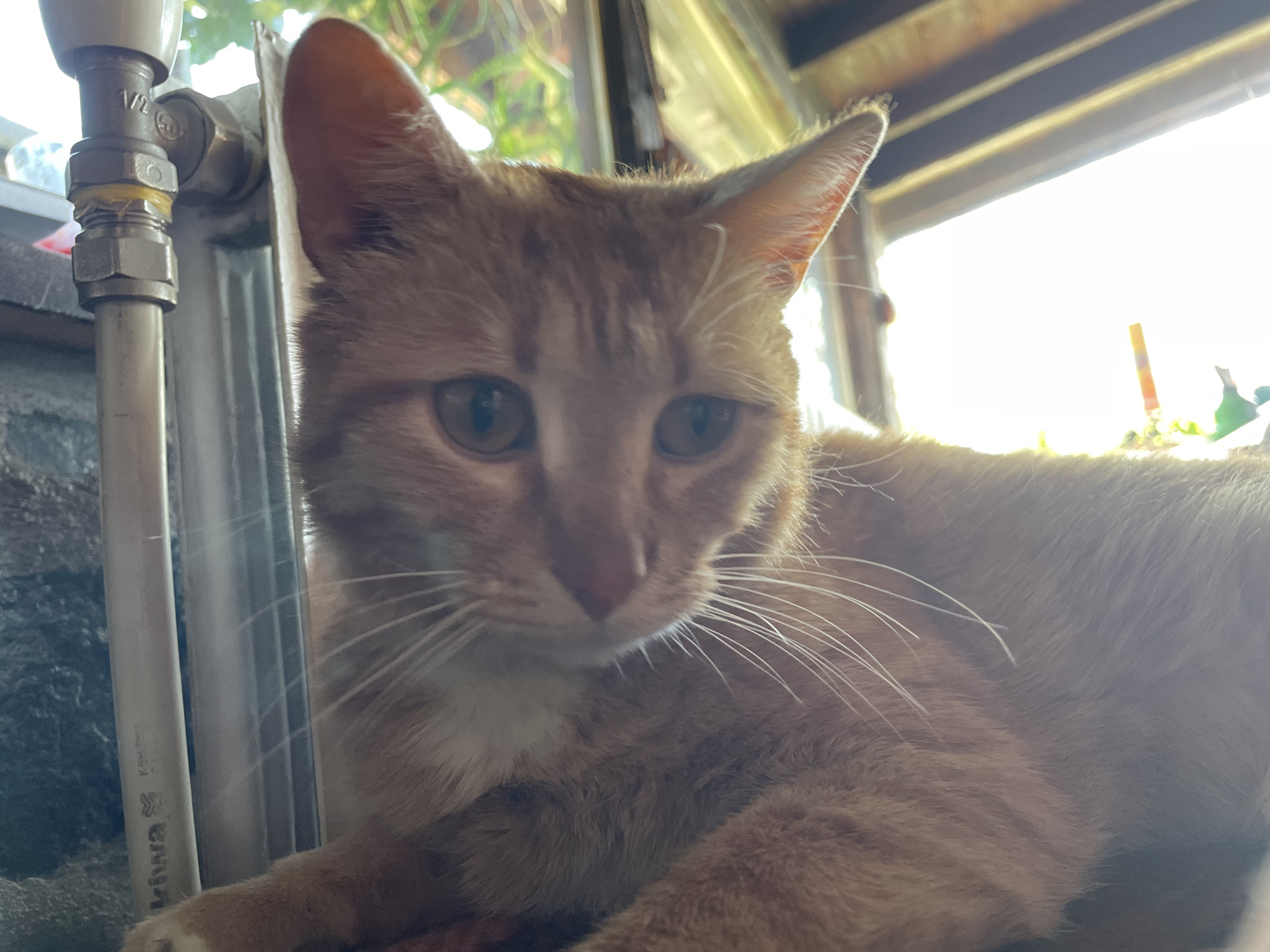 A medium shot depicts an orange tabby cat indoors. The cat is lying down, its head facing forward with a slightly downward gaze. Its coat is predominantly orange with white patches on its chest and near its paws. The cat has long white whiskers.
In the background, a window is visible, letting in bright daylight. Part of a metal pipe and a radiator are also present on the left side of the frame. The environment appears to be a residential space. There is no indication this image was taken in the city of Zlatograd, Bulgaria.