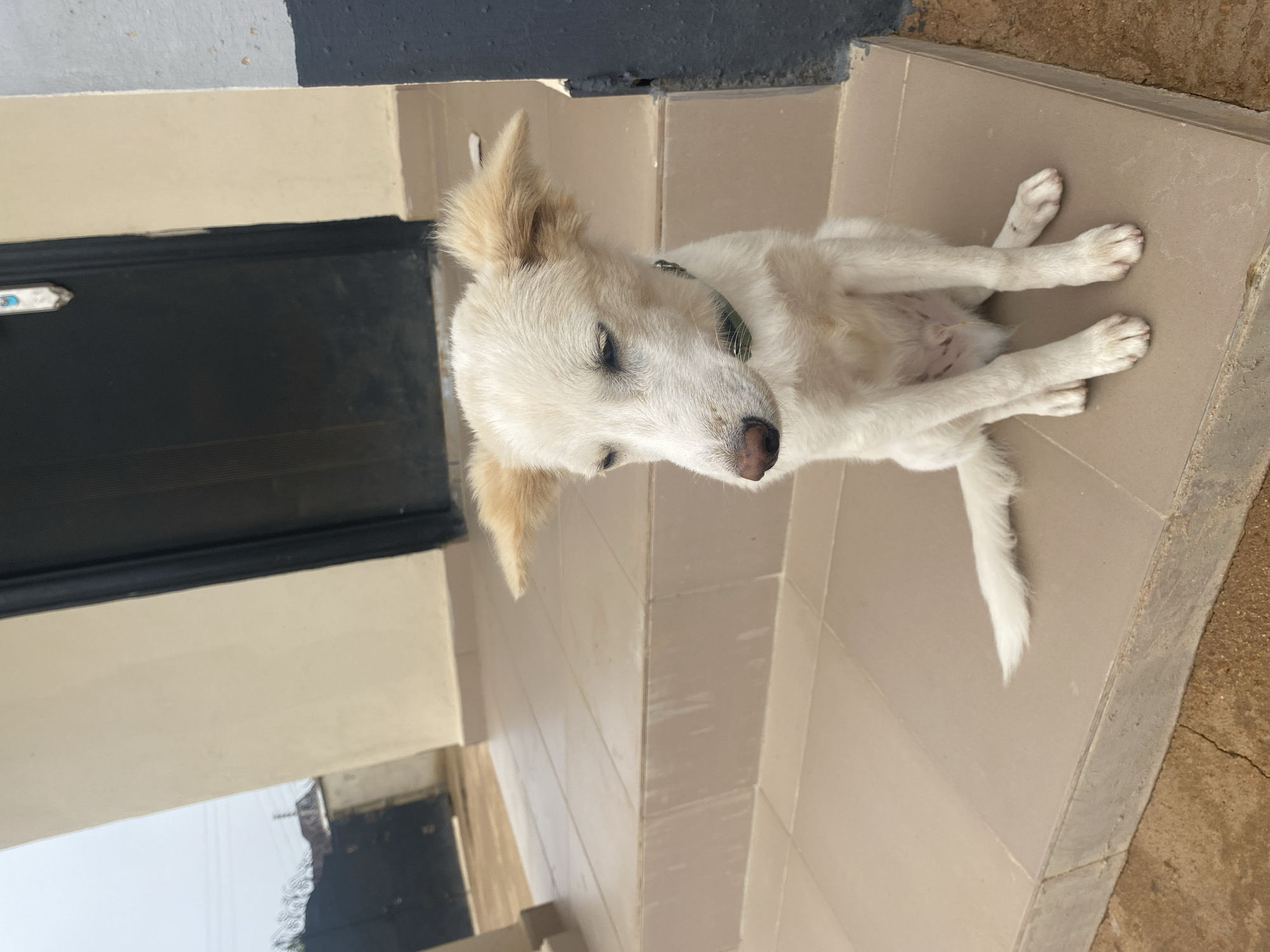 A medium shot shows a white dog sitting on a light brown tiled porch. The dog has tan ears and a pink nose, and its eyes are partially closed. It is wearing a green collar. Behind the dog, there are steps leading up to a dark door. The porch appears to be part of a building with a cream-colored facade. To the left of the building, a dark gate and some fencing are visible, suggesting a residential or institutional setting. The ground in front of the porch is a rough, reddish-brown surface with some cracks. The sky above is overcast. The overall scene suggests an outdoor location in a built-up area. This photograph could have been taken in the city of Jos, Nigeria, where similar architecture and outdoor spaces are common.