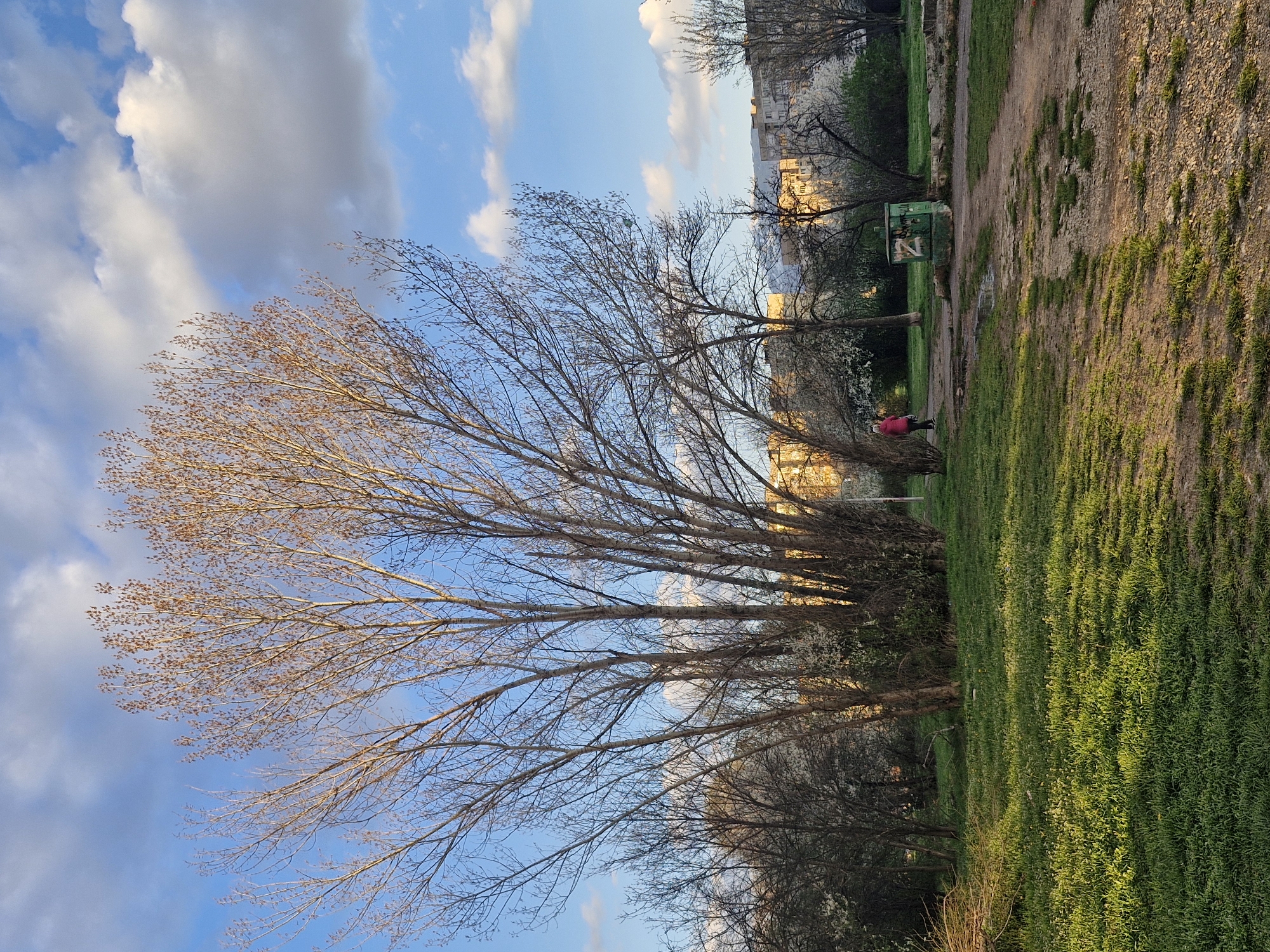 The image shows a park scene in Sofia, Bulgaria, during daylight hours. The sky is blue with scattered white clouds. In the foreground, there is a large tree with bare branches, some of which have brown leaves. Below and to the right of the tree, the ground is covered with green grass. Further in the distance to the right is a dirt path. A person wearing a pink top is visible in the middle ground near a green structure with graffiti. Buildings can be seen in the background.