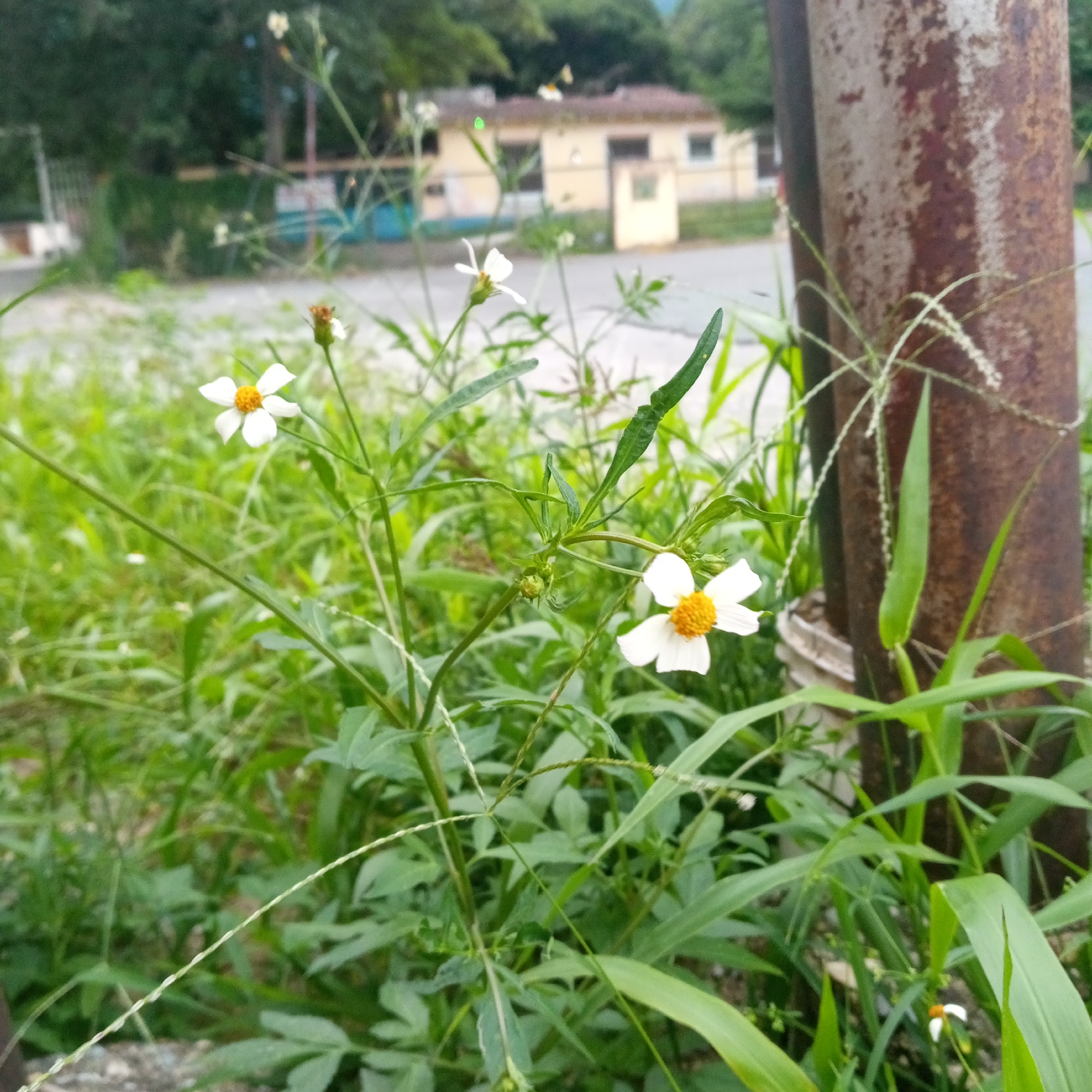 The image shows a close-up of white flowers with yellow centers growing amidst green foliage. In the background, a light-colored building with a brown roof is visible, suggesting an urban or suburban setting. A rusty metal pole stands to the right of the flowers, partially obscuring the background. The overall scene is outdoors, with lush greenery dominating the foreground and midground.