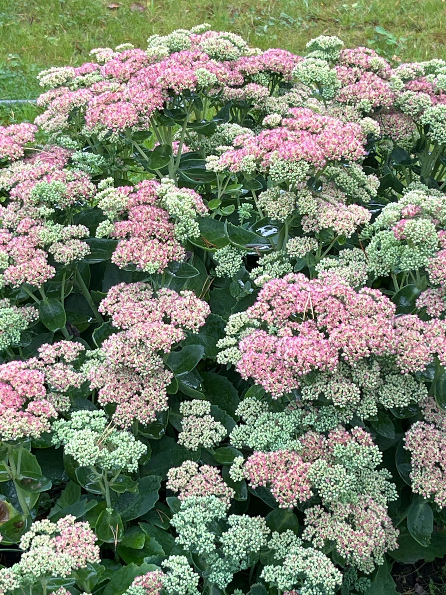 This is a close-up, eye-level, vertical outdoor photograph of a dense cluster of flowering plants. The flowers are small and clustered together in large, flat-topped or slightly rounded inflorescences. Some of the flower clusters are a light pink color, while others are a pale green, indicating different stages of bloom. The plants have thick, succulent-like green leaves. The background is blurred, showing hints of green grass, suggesting a garden or park setting. There is no indication of human presence or activity. The location is identified as Arfa, Russia, though this context is not visually evident in the image itself.