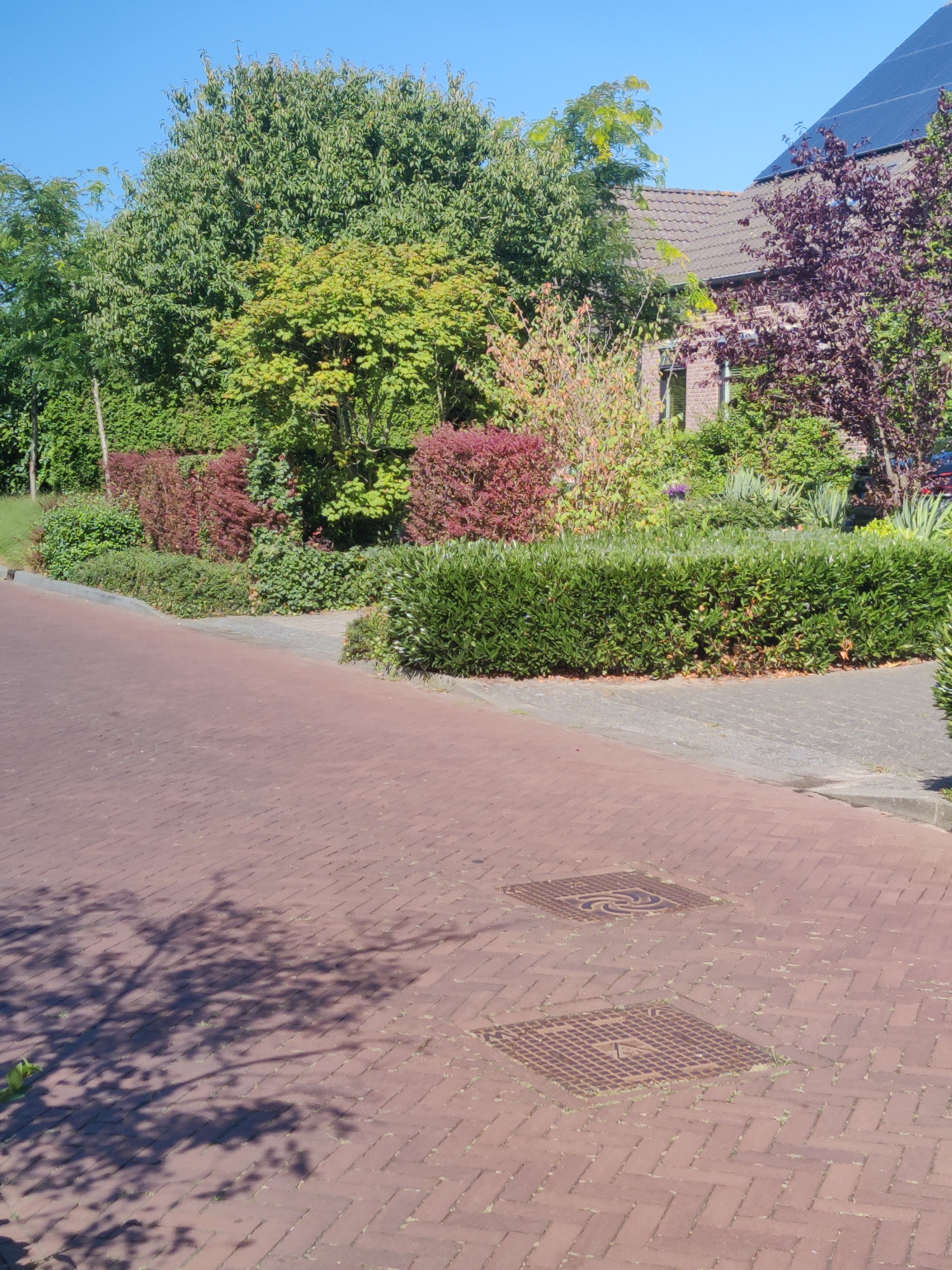 A residential street in Winterswijk, Netherlands, is depicted on a sunny day. The foreground is dominated by a red brick paver road, with two square metal manhole covers visible. A prominent shadow of tree branches and leaves stretches across the pavement. To the right, a neatly trimmed green hedge runs along the edge of the road, bordering a paved pedestrian walkway. Beyond the hedge, lush green foliage, ornamental shrubs with red leaves, and trees form a dense, well-maintained landscape. A section of a brick house with a dark tiled roof and solar panels is visible in the background, peeking through the greenery. The sky is a clear, bright blue. No people are present in the image.