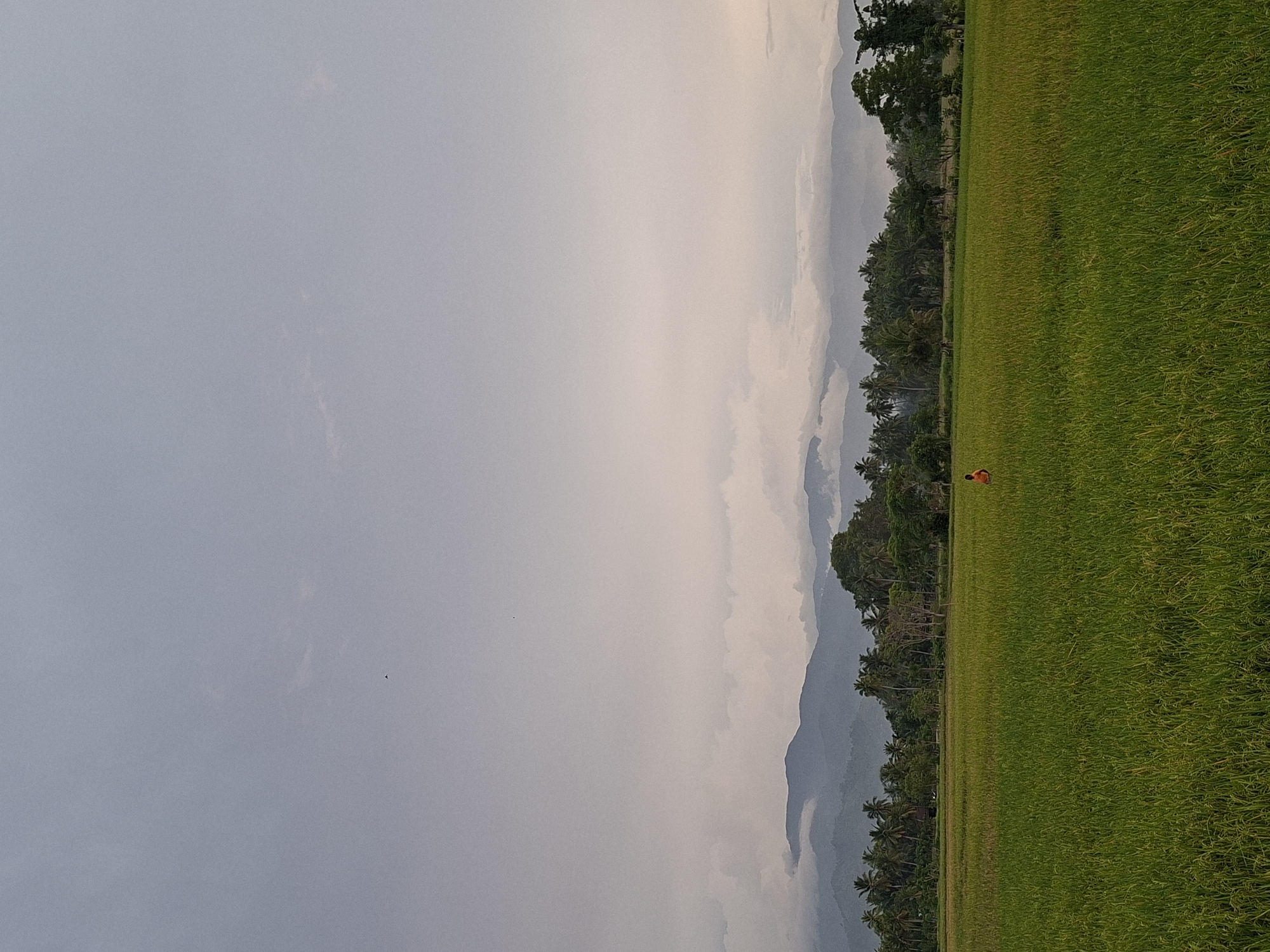 The image shows a wide, green rice field in Meunasahdayah, Indonesia. In the distance, hazy mountains are visible, partially obscured by clouds. A solitary person in an orange garment stands in the middle of the field, facing away from the camera. Lush green trees and palm trees line the horizon behind the rice field. The sky is overcast with a muted, grayish-blue hue, indicating a cloudy day.