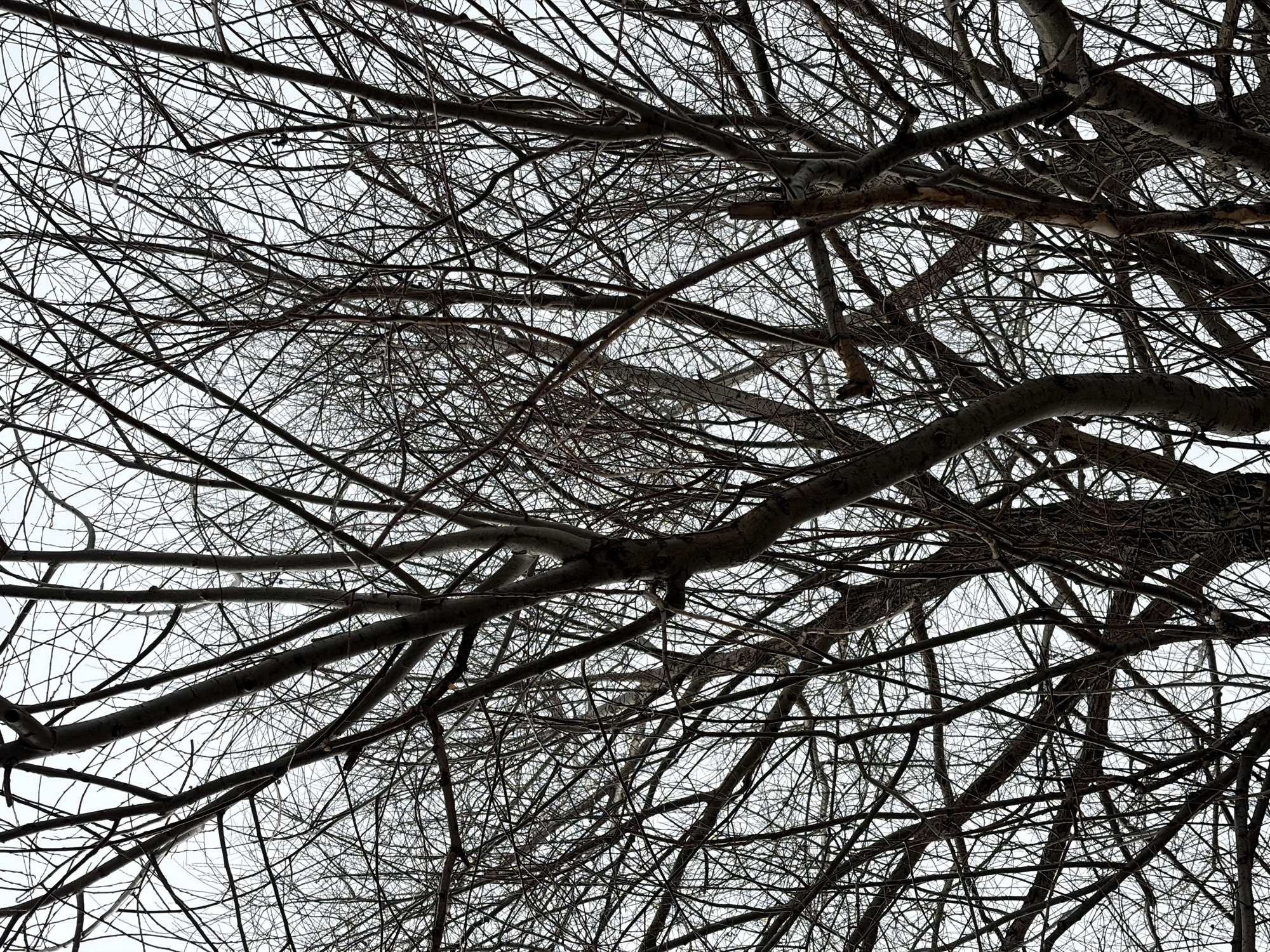 This image depicts the dense, intertwining, leafless branches of a deciduous tree viewed from below against an overcast sky. The branches vary in thickness from slender twigs to substantial limbs, displaying shades of dark brown and gray. They form a complex, organic lattice that fills the entire frame. The background is a uniform, light gray, indicating a cloudy sky with diffused lighting. No foliage, blossoms, fruit, animals, or human artifacts are present. The scene is situated in the city of Chaikovsky, Russia.