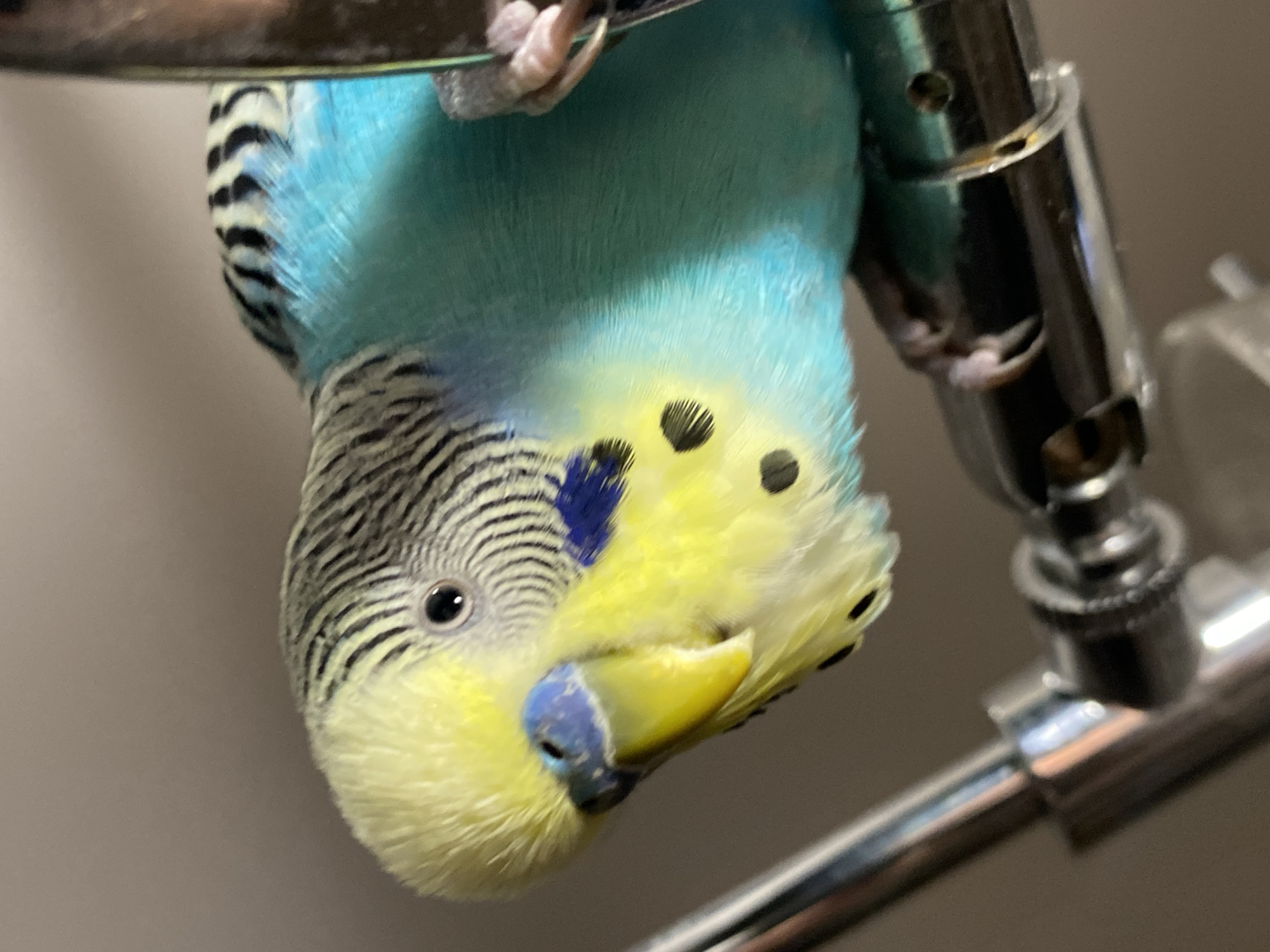 A parakeet is upside down, hanging from a metallic structure. The bird has a blue and yellow head, black and white striped wings, and a blue cere. The metallic structure is shiny and cylindrical. The background is a plain, light-colored wall. No city or location is discernible from the image.
