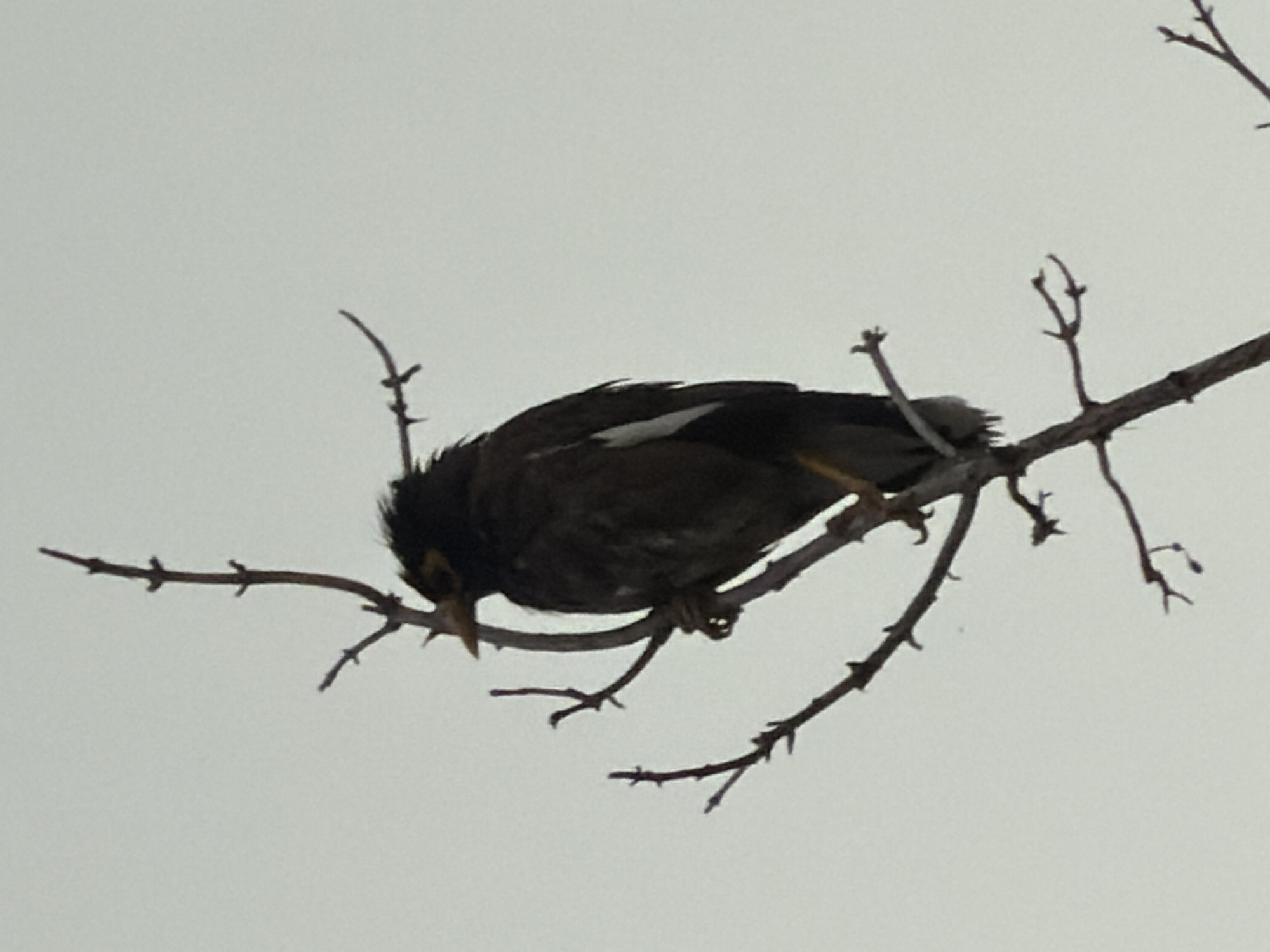 A bird with dark plumage and a white wing patch is perched on a bare tree branch against a pale, overcast sky. The bird is facing to the left, with its head slightly lowered. The branches are thin and skeletal, suggesting it is winter or early spring. The image appears to be a close-up shot, focusing on the bird and its immediate surroundings. The background is a uniform, light gray, with no discernible features of the city of Chirchik, Uzbekistan.