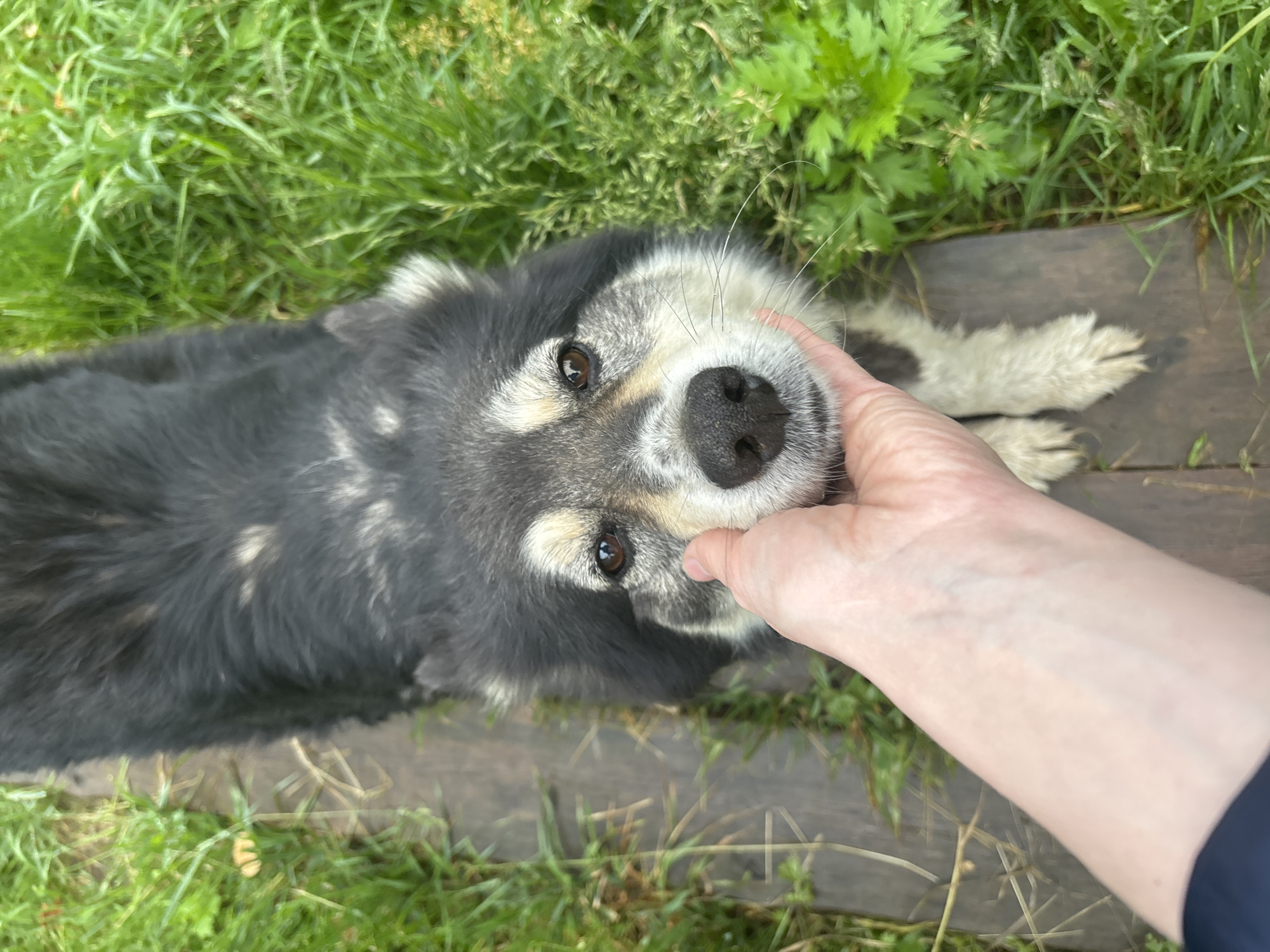 A human hand gently strokes the muzzle of a medium-sized dog, who is lying on a wooden pathway surrounded by lush green grass. The dog has dark gray and white fur, with piercing brown eyes looking upwards at the person. The scene appears to be outdoors, possibly in a backyard or park setting. There is no specific information to indicate the location is the city of Курган, Russia.