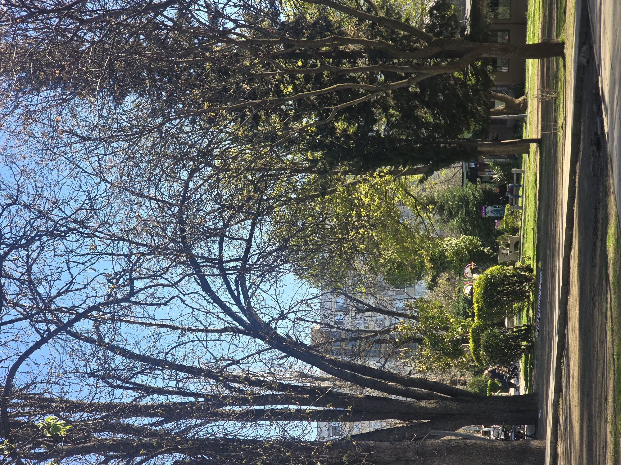 The image shows a row of trees lining a street in Plovdiv, Bulgaria, likely in a park or residential area. The trees are mostly bare, with some showing early signs of spring budding. The sky is a clear blue. In the background, there is a glimpse of a building, suggesting an urban setting. A sidewalk runs parallel to the trees, and there is a paved road on the other side. Further down the path, a bench is visible with two people sitting. Nearer the camera, another person is standing next to the edge of the path.