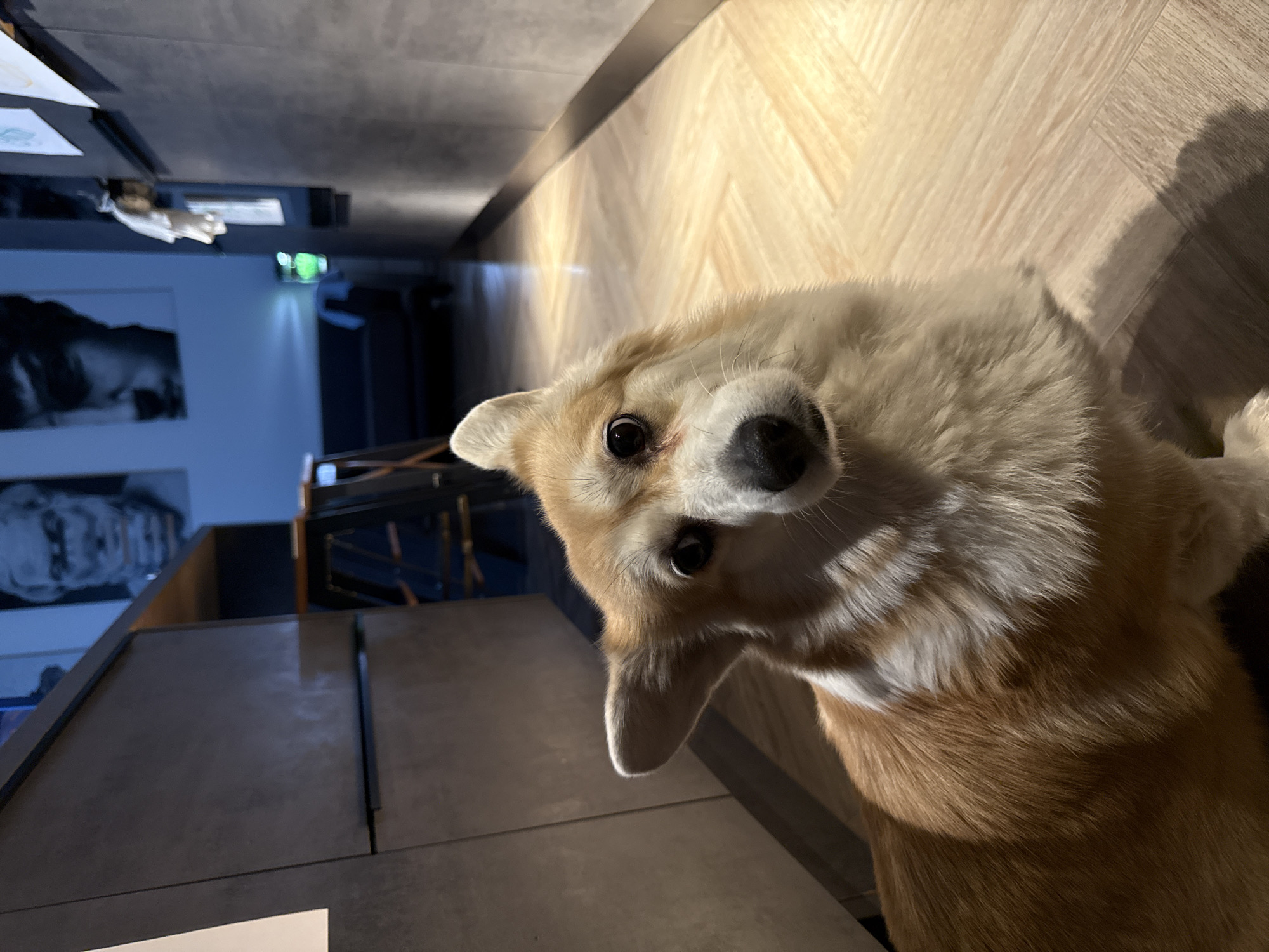 The image shows a Corgi dog looking directly at the camera, its head tilted slightly. The dog is positioned indoors, likely in a public space, with a partially visible staircase in the background and a wall with pictures on it. The floor is made of light-colored wood. The environment suggests a modern building, possibly a business or cultural establishment. The location, Krasnoyarsk, Russia, is inferred.