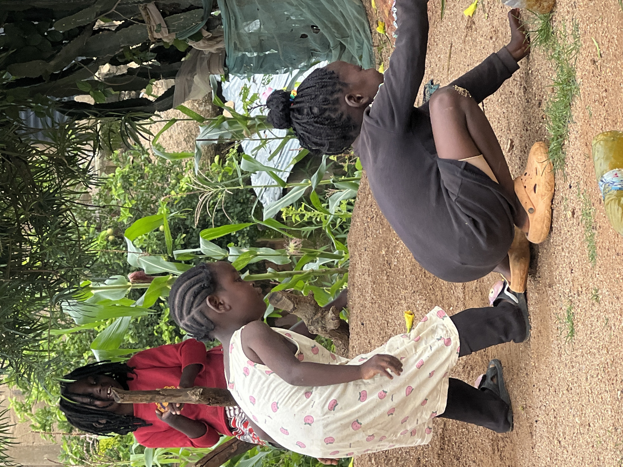 In Jos, Nigeria, three young girls are captured in a candid moment outdoors, surrounded by lush greenery and agricultural elements. The girl in the foreground on the right is crouched down, intently focused on something on the ground. She wears a dark long-sleeved shirt and dark shorts, with light-colored underwear visible beneath. Her hair is styled in braids and tied up in a bun with colorful elastics. On her feet, she wears tan clogs.
To her left, another girl is seen in profile, wearing a white dress adorned with a pink strawberry pattern. She is also looking down, with her left hand reaching towards the ground. She has braided hair and is wearing black leggings and sandals, one of which has a pink strawberry decoration.
In the background, a third girl, dressed in a red long-sleeved shirt and a patterned skirt, holds a wooden stick and looks towards the viewer, smiling. Her hair is styled in long, thick braids.
The environment suggests a rural or semi-rural setting within Jos, with corn stalks and other vegetation growing around the area. The ground is covered in gravel and dirt, with some scattered yellow petals. A large tree trunk is visible behind the girl in the white dress, and in the far background, there are hints of corrugated metal roofing and green netting, suggesting nearby structures. A partially visible plastic bottle with a green liquid is in the bottom right corner of the frame. The overall scene portrays a typical, unposed moment of childhood activity in a Nigerian setting.