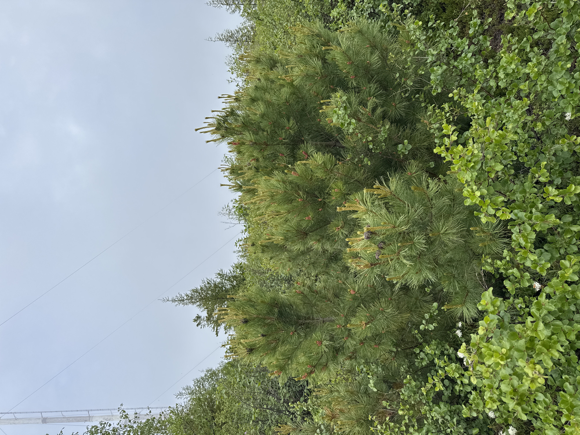 The image shows a dense forest with several pine trees in the foreground. The pine trees are green and appear to be healthy, with some cones visible. The forest floor is covered with various types of vegetation, including shrubs and smaller plants. In the background, a large metal tower can be seen, along with power lines stretching across the sky. The sky is overcast, suggesting a cloudy day. The scene is located in the Anosovskii district of Russia. There are no people or animals visible in the image. The overall impression is of a natural, somewhat wild environment.