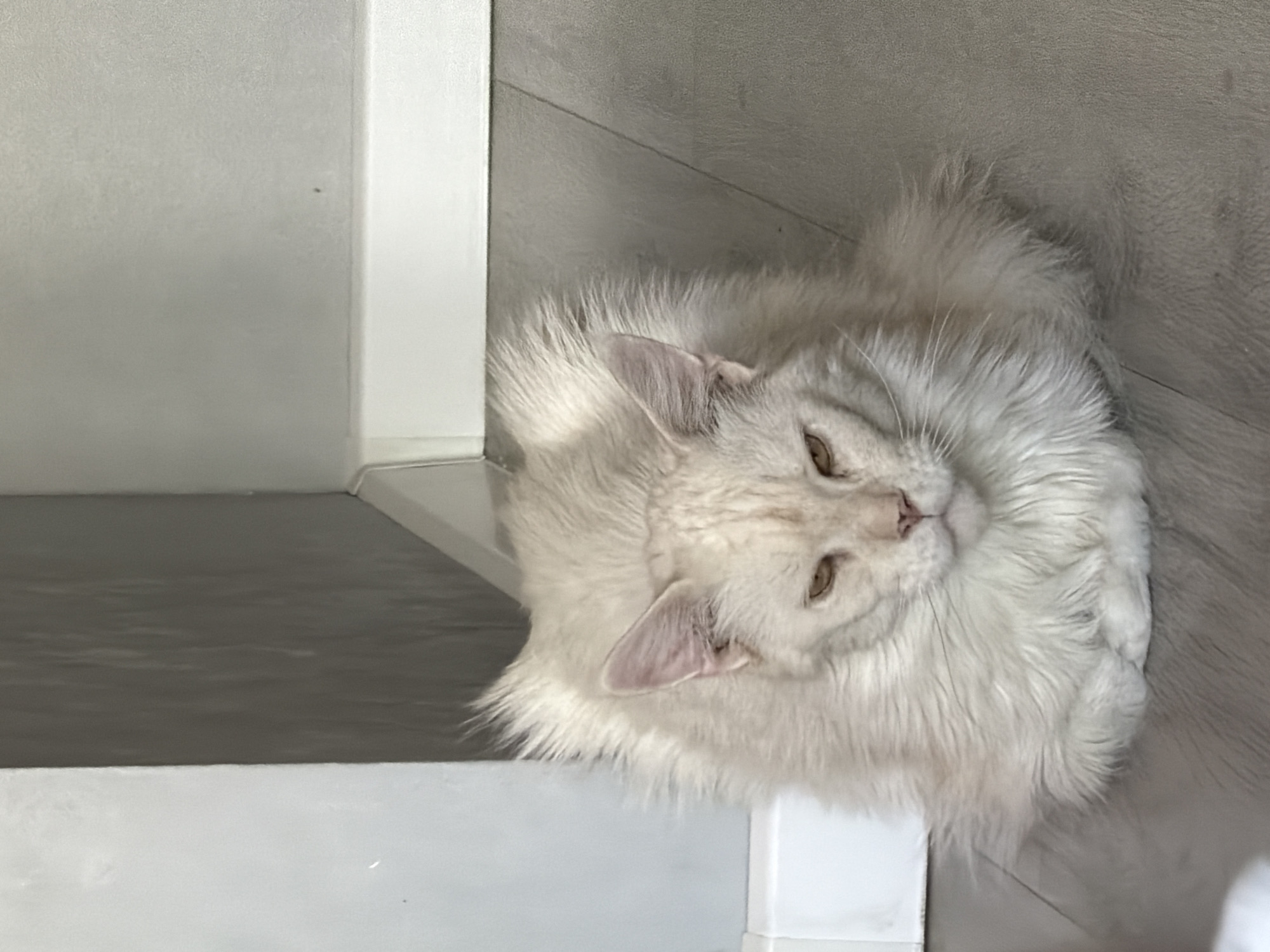 A white, fluffy cat lies on a light grey floor, near a white wall and a step. The cat is facing upwards with its eyes partially open. The location in Kazan, Russia is not determinable from the image.