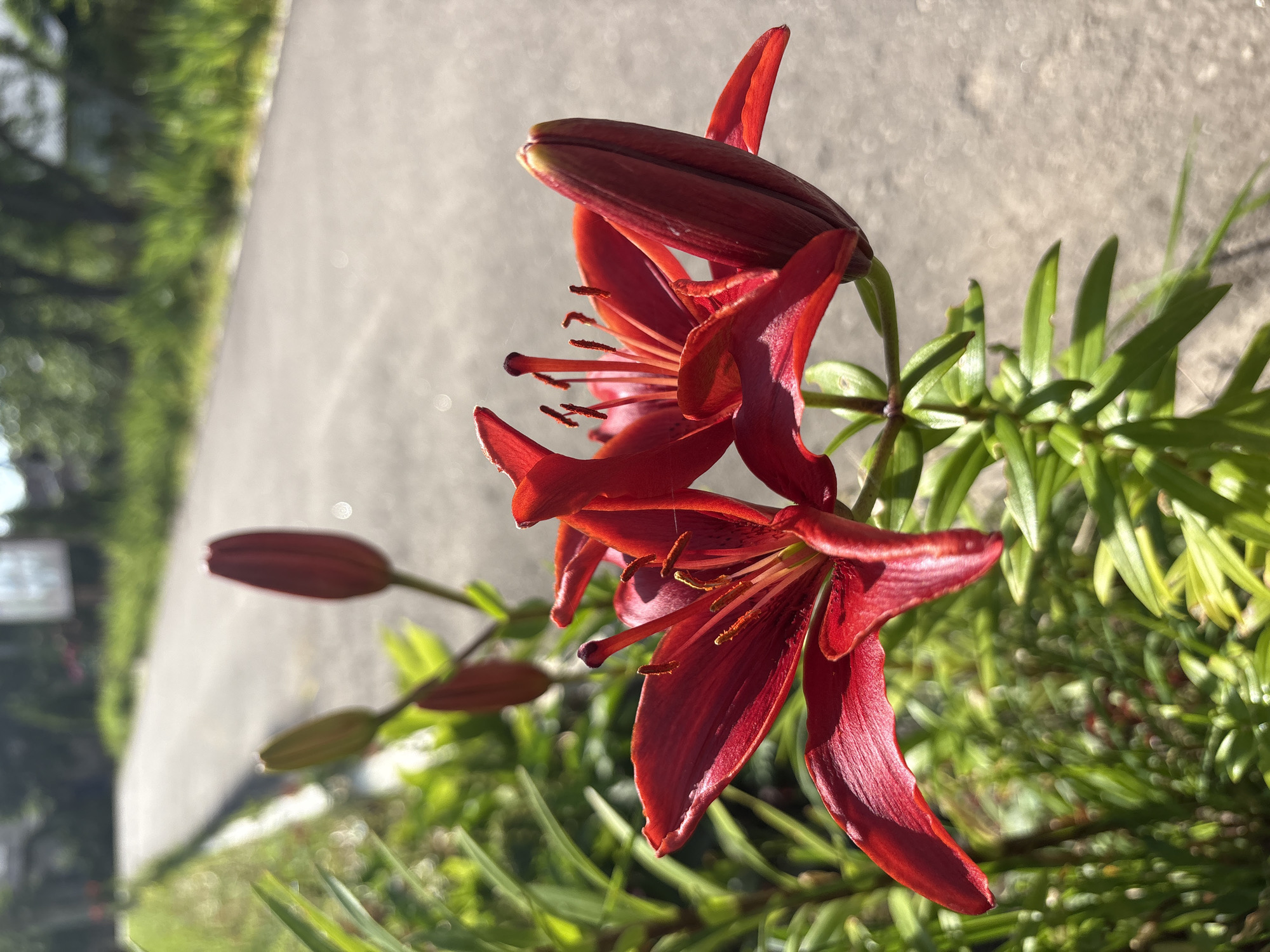 This is a close-up, eye-level, vertical, outdoor, natural light photograph of two deep red lily flowers in bloom, with several closed buds visible behind them. The flowers are in the foreground, with their petals unfurled, revealing the stamens and pistils. The lily plant's green foliage is visible to the left and bottom of the flowers. In the background, a paved road stretches into the distance, bordered by green grass and trees. The scene appears to be a roadside in a semi-rural or suburban area. No people or animals are present. The location is identified as Bahushewsk, Belarus.