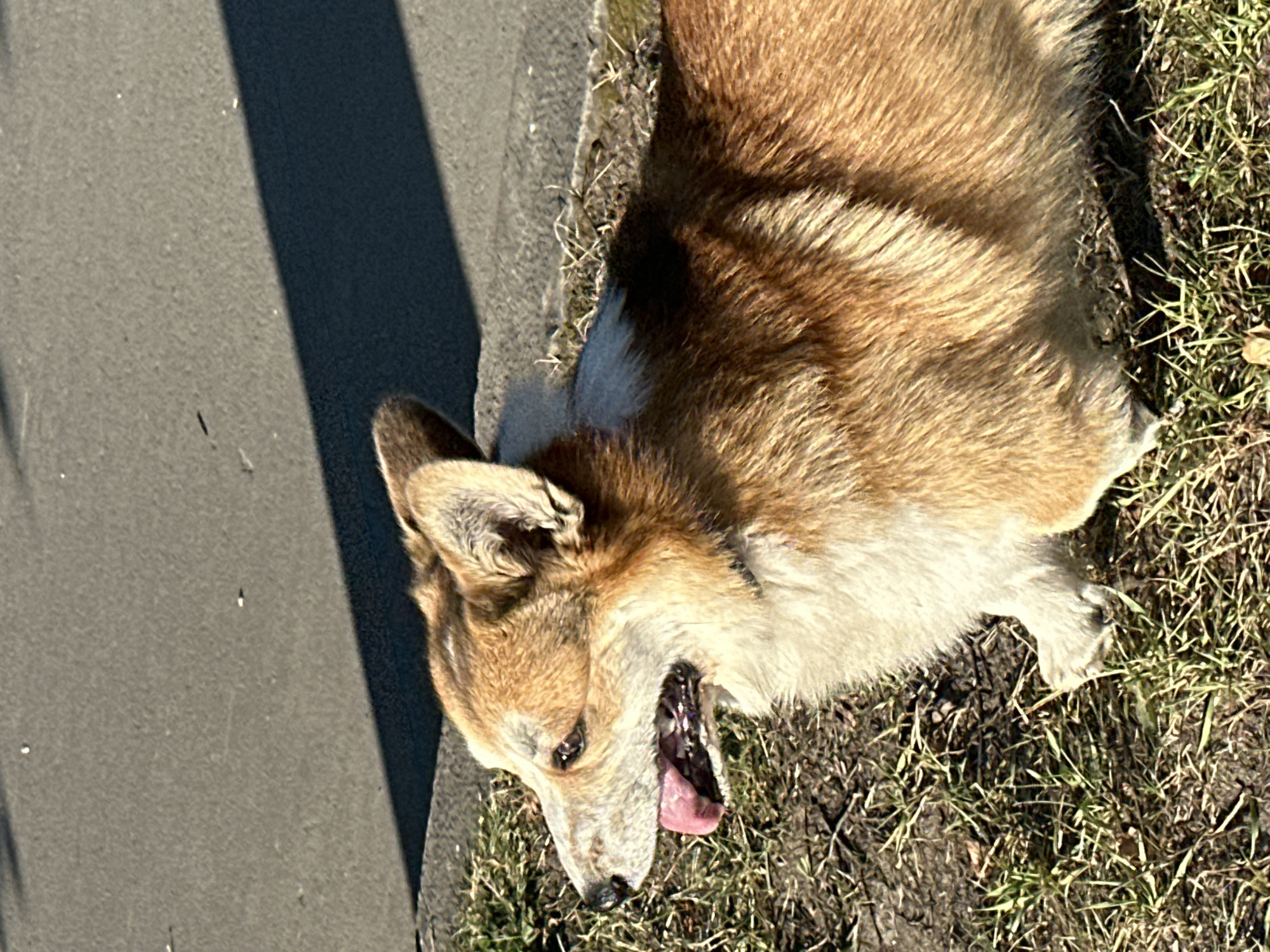 An adult Pembroke Welsh Corgi is lying on dry grass next to a paved surface, likely a sidewalk or road, casting a shadow from an unseen object. The dog is facing left in profile, with its mouth open and tongue hanging out, suggesting it may be hot or panting. Its fur is predominantly tan and white, with some darker brown markings. The ground is covered in sparse, dry grass and dirt. The paved surface is a dark gray asphalt. The scene appears to be outdoors in daylight. No people are visible. The specific location within Petrozavodsk, Russia, cannot be determined from the image alone.